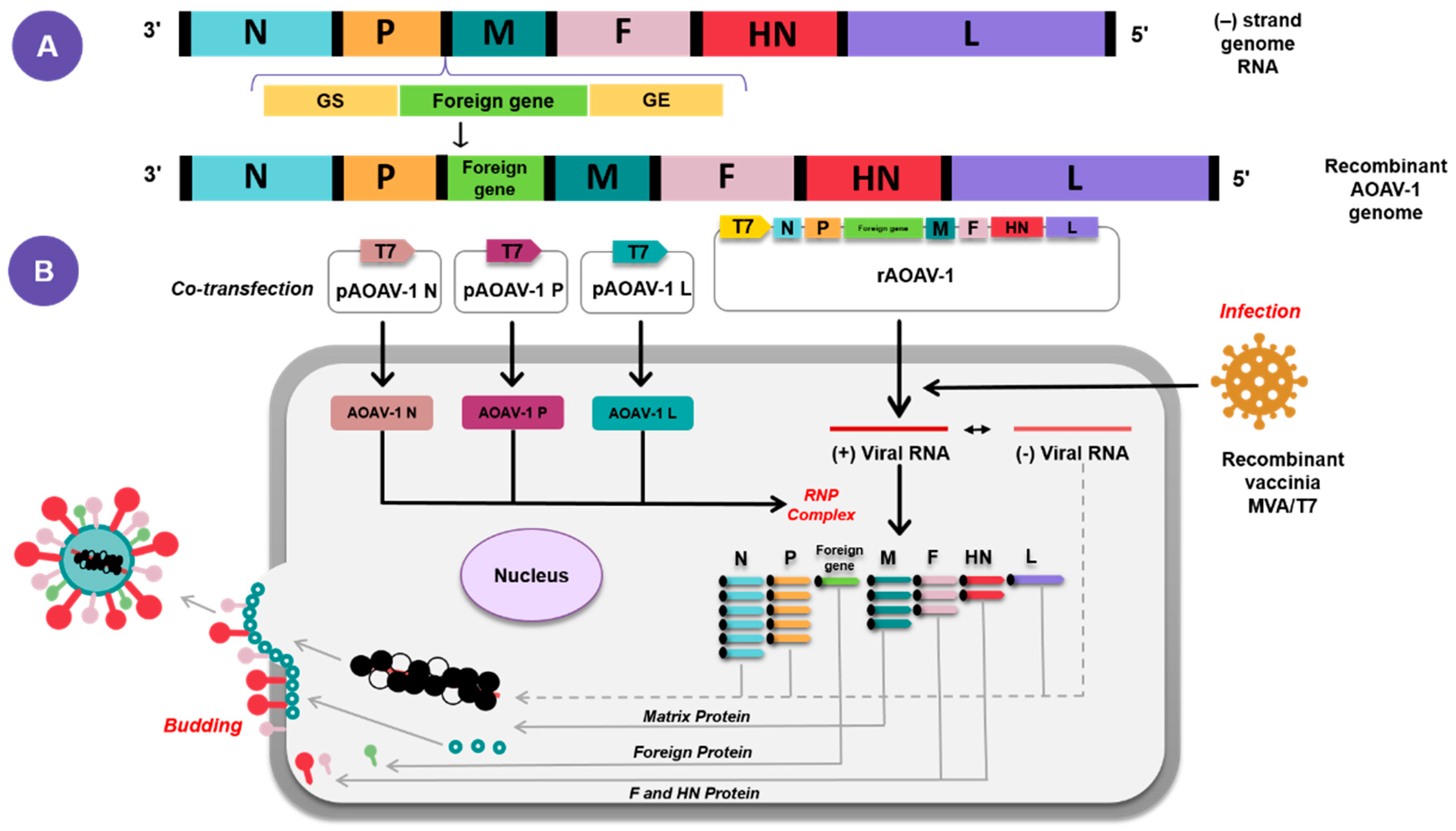 Vaccines 10 00259 g003 Vaccines 10 00259 g003