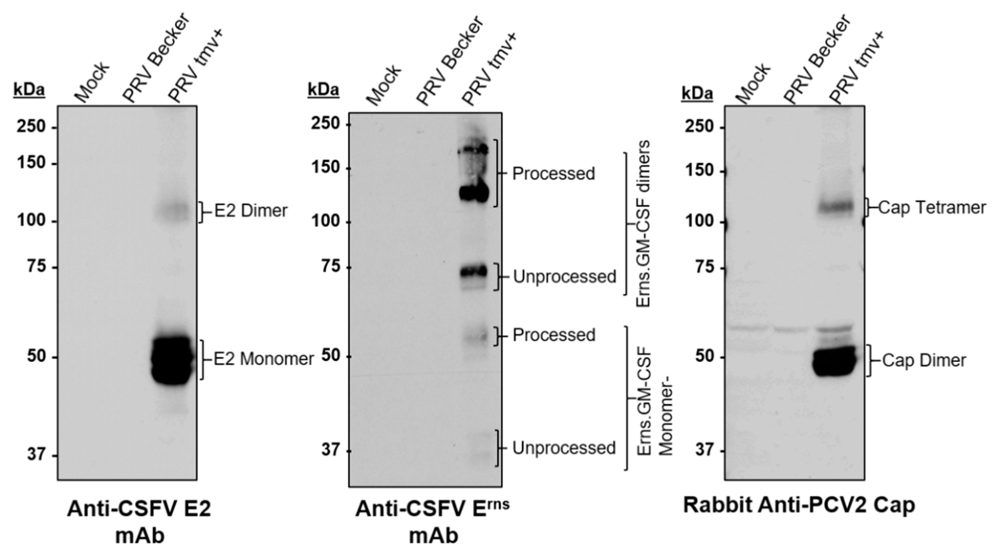 Vaccines 10 00305 g004 550