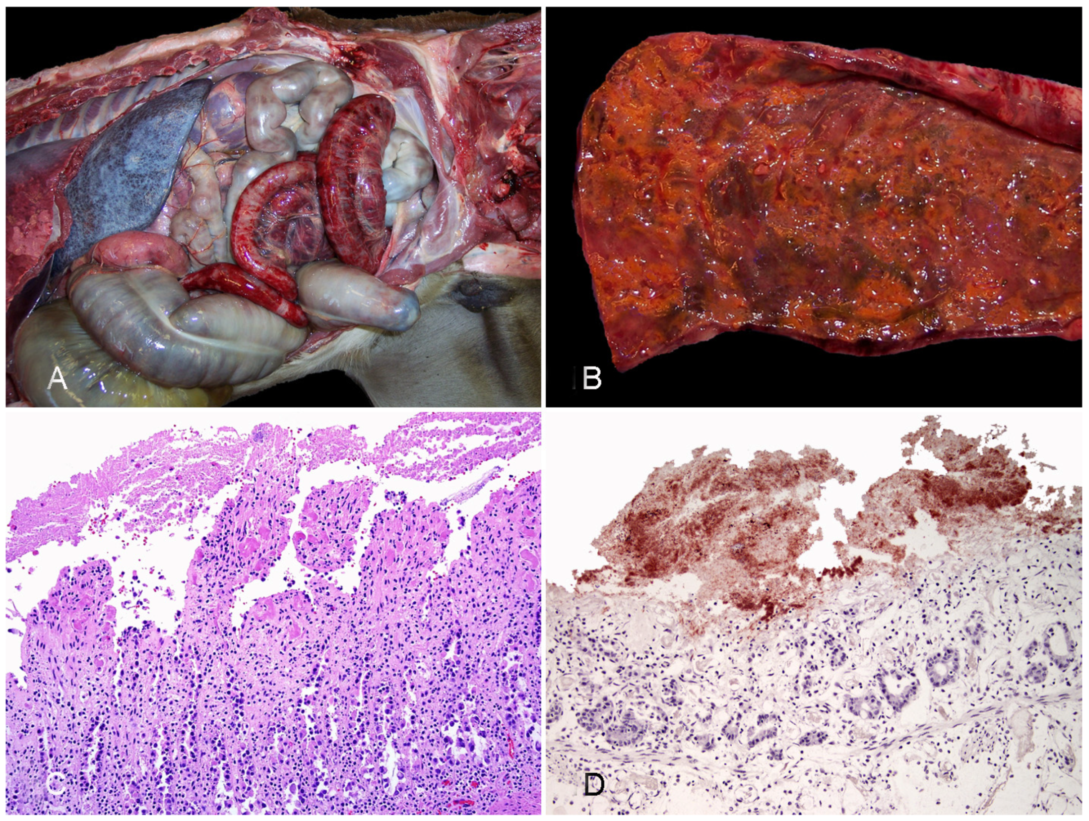 Vaccines 10 00318 g001 550