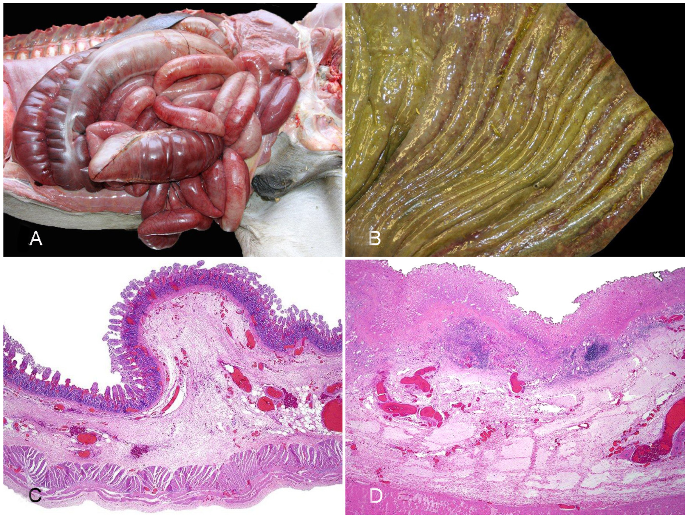 Vaccines 10 00318 g002 550