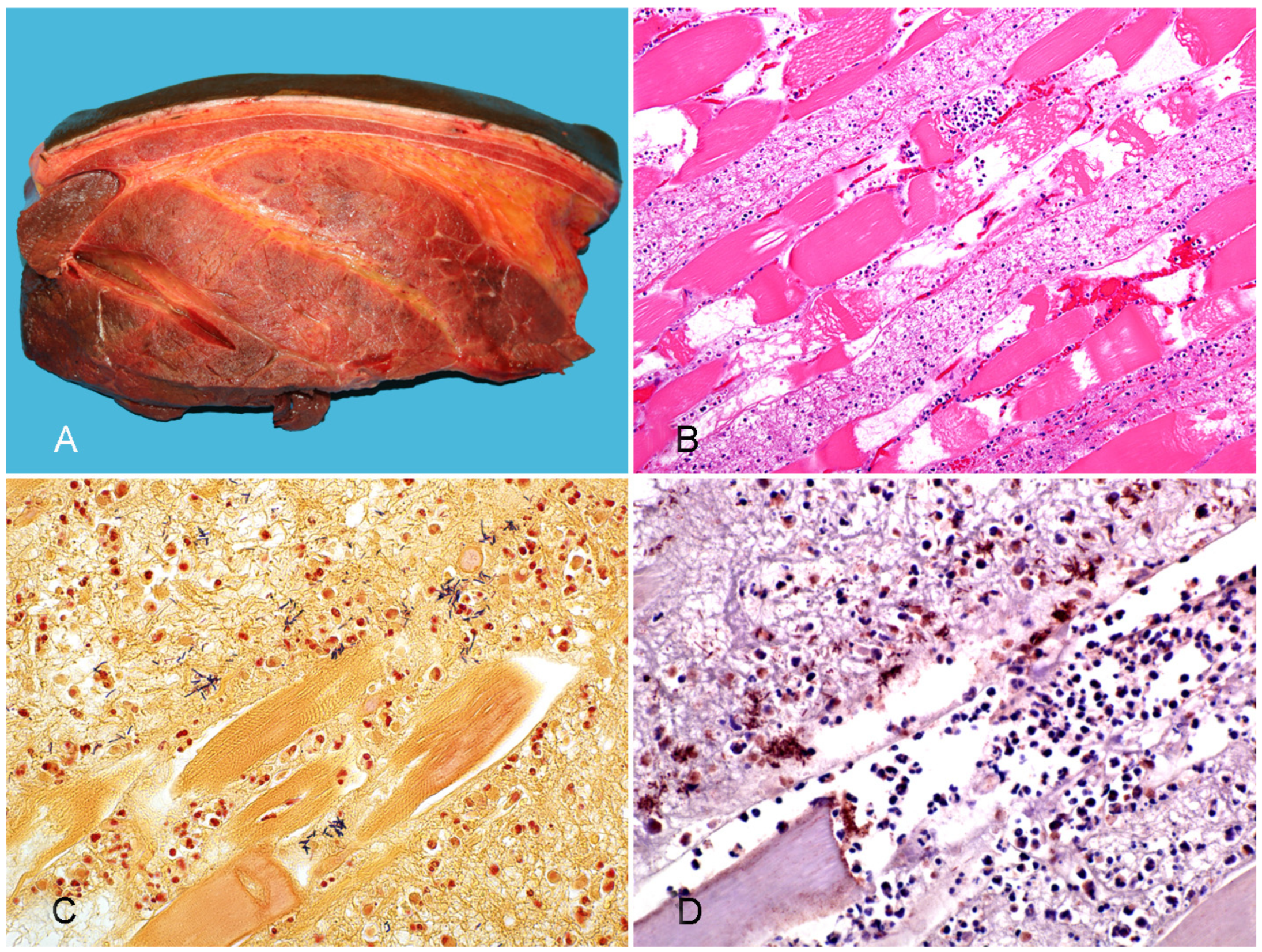 Vaccines 10 00318 g003 550