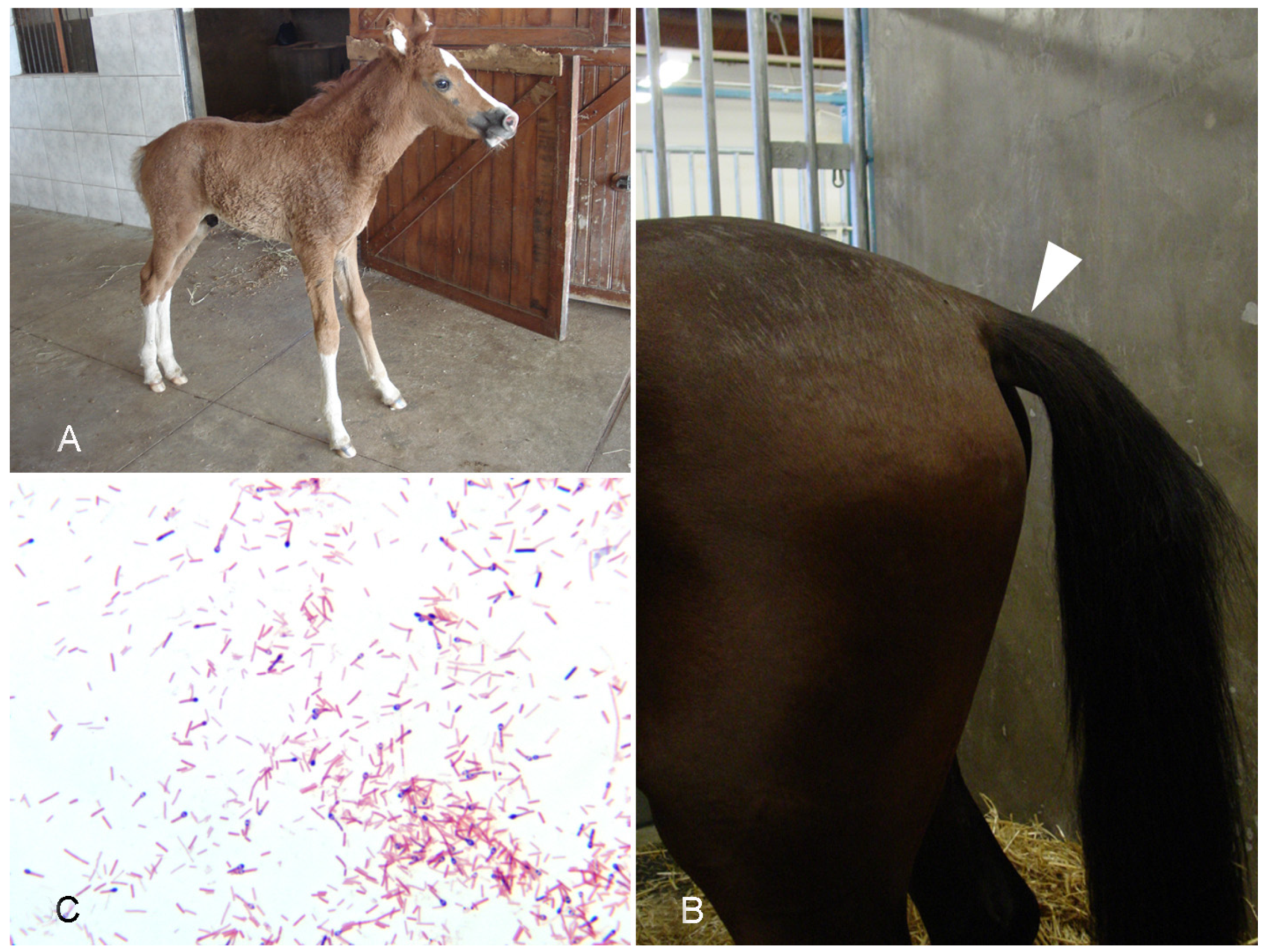 Vaccines 10 00318 g006 550