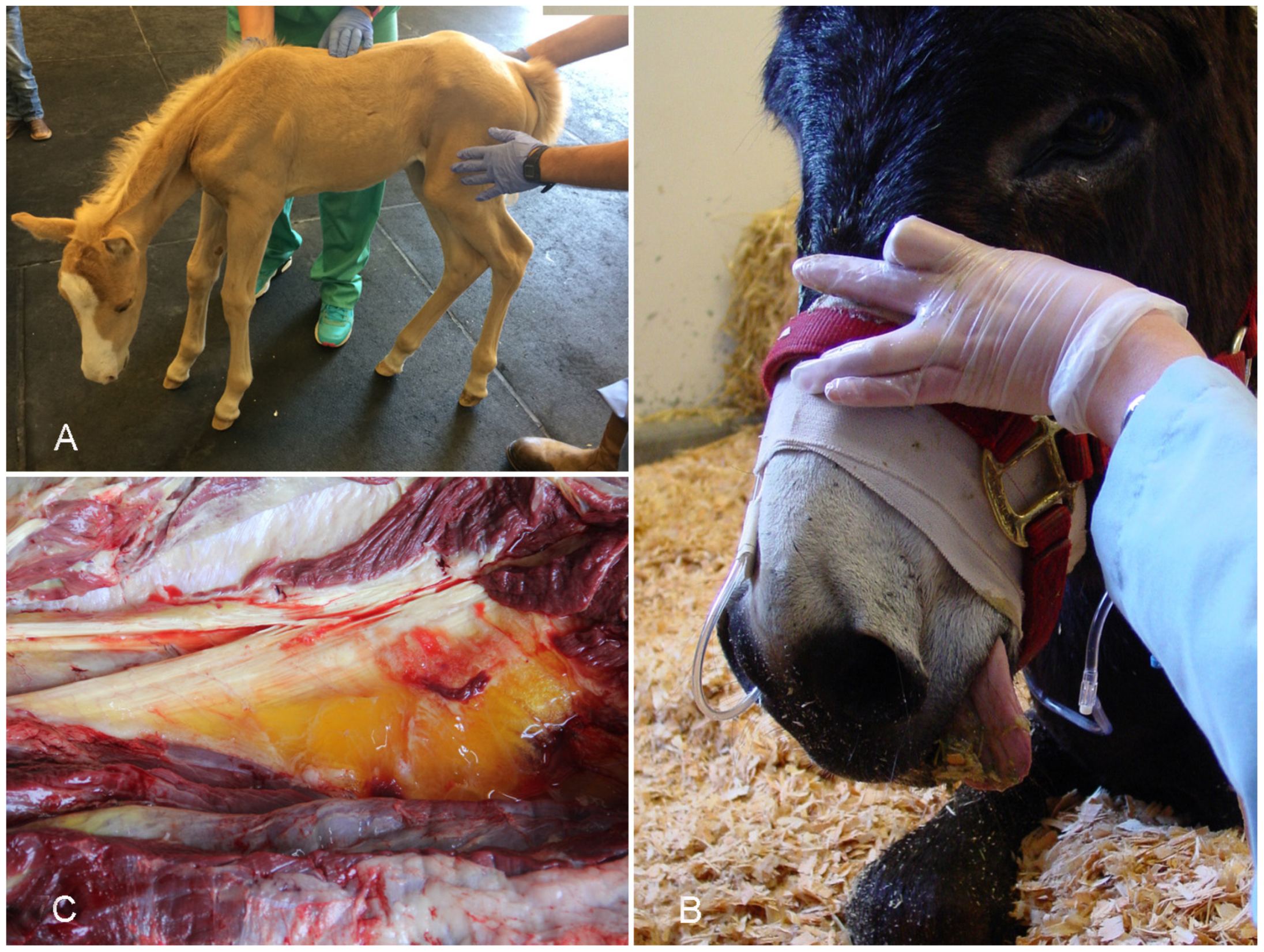 Vaccines 10 00318 g007 550