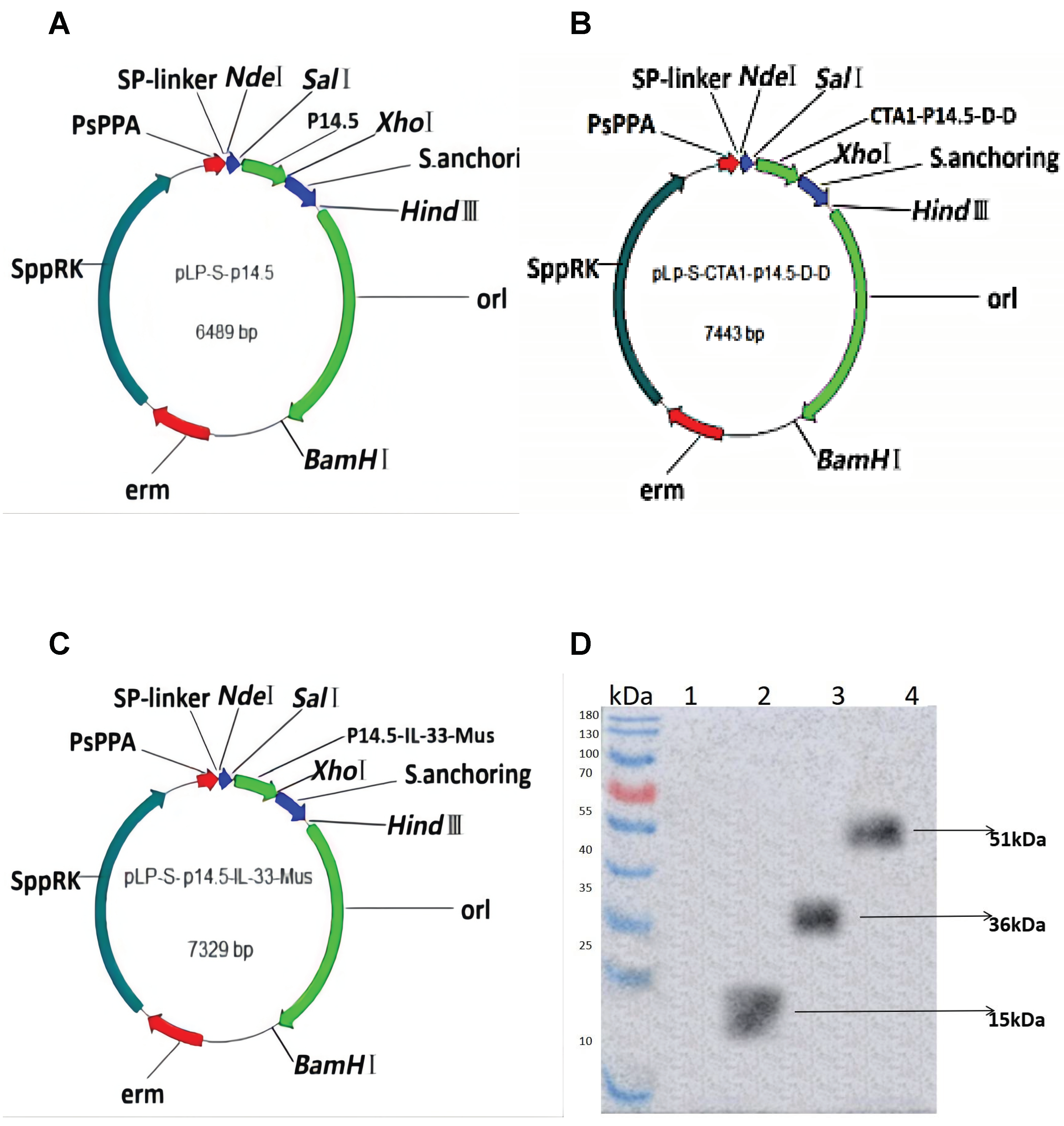 Vaccines 10 00355 g001