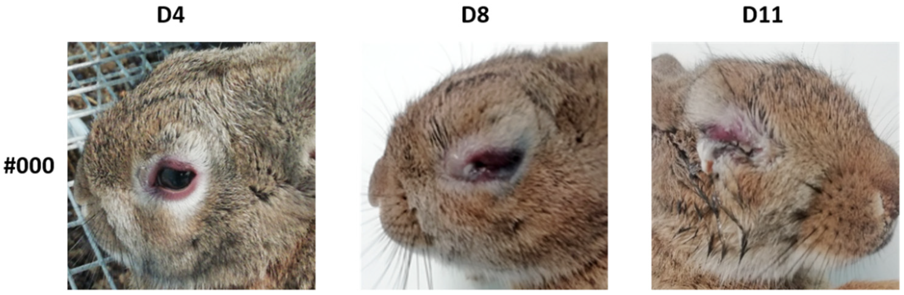 Vaccines 10 00356 g004 550