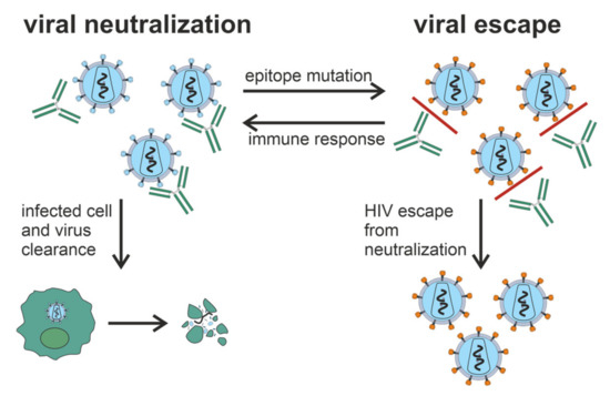 A better understanding of how HIV-1 evades the immune system