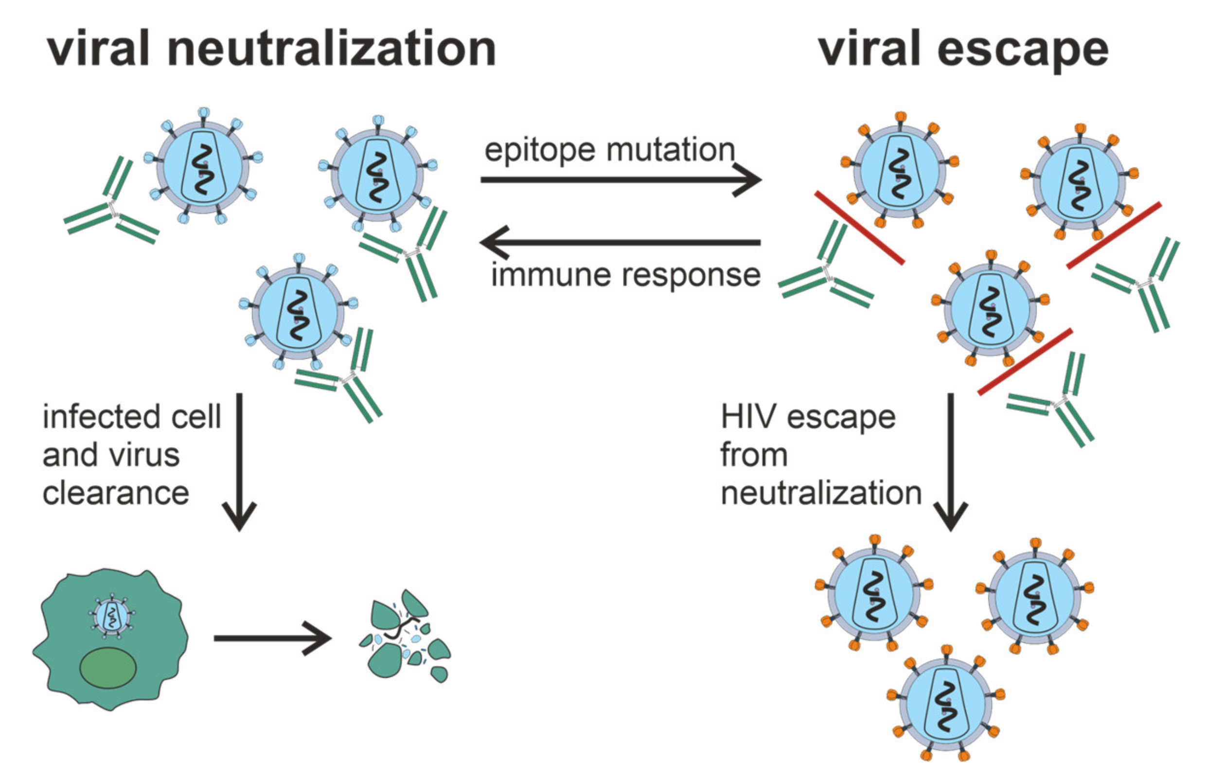 A Better Understanding of How HIV-1 Evades the Immune System