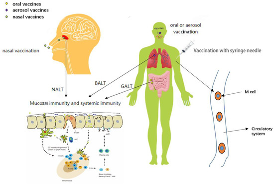 Nasal Nanovaccines for SARS-CoV-2 to Address COVID-19