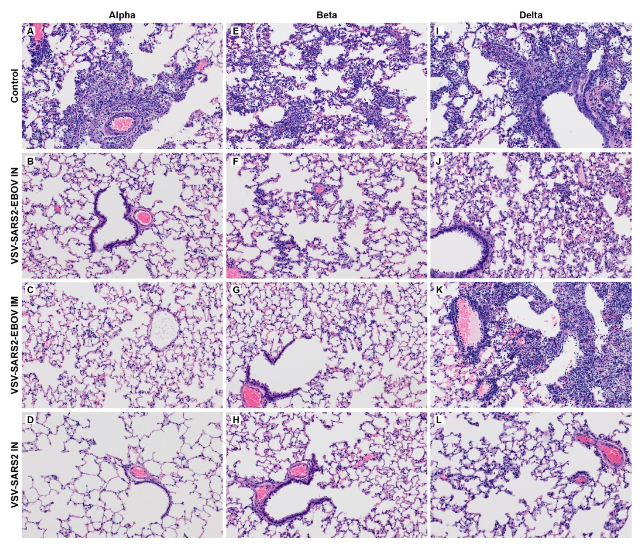 Vaccines 10 00435 g001