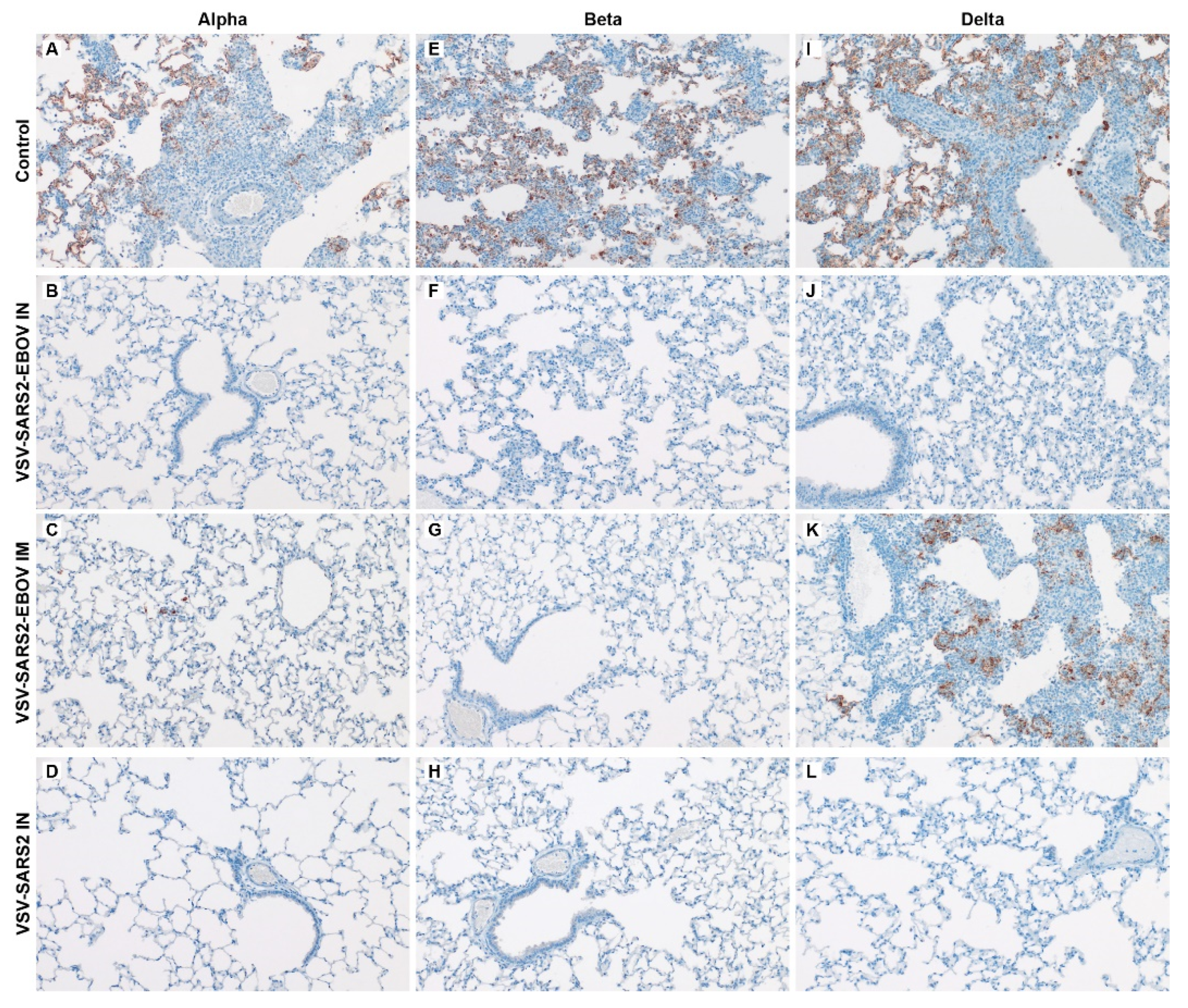 Vaccines 10 00435 g002