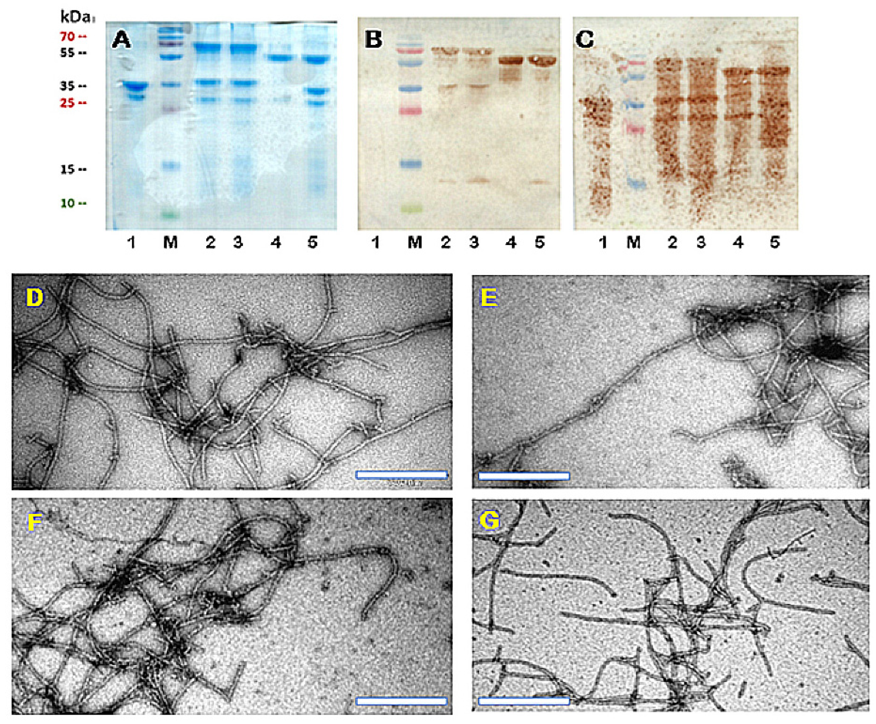 Vaccines 10 00485 g002