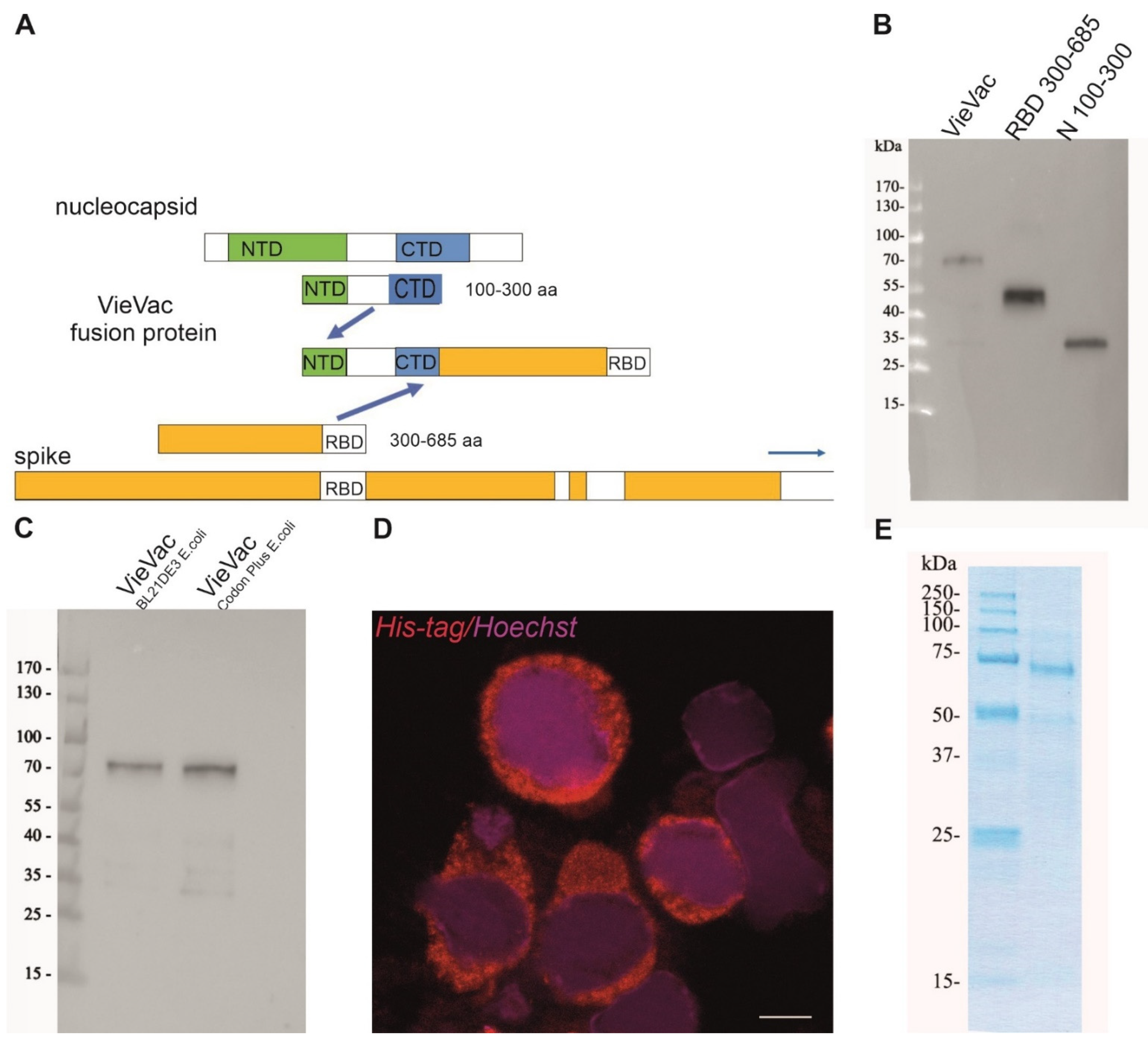 Vaccines 10 00516 g001 550