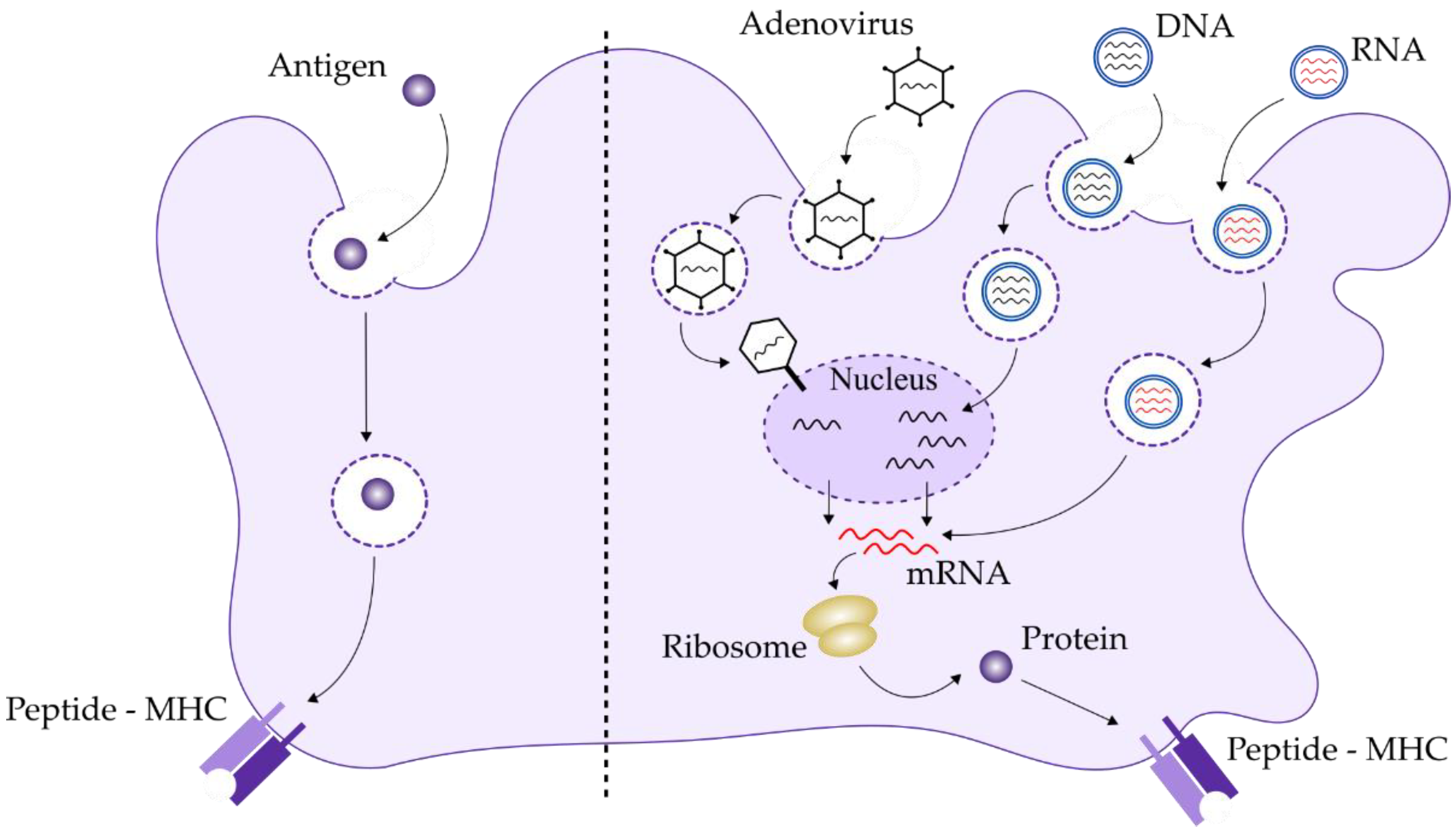 Vaccines 10 00587 g003 Vaccines 10 00587 g003