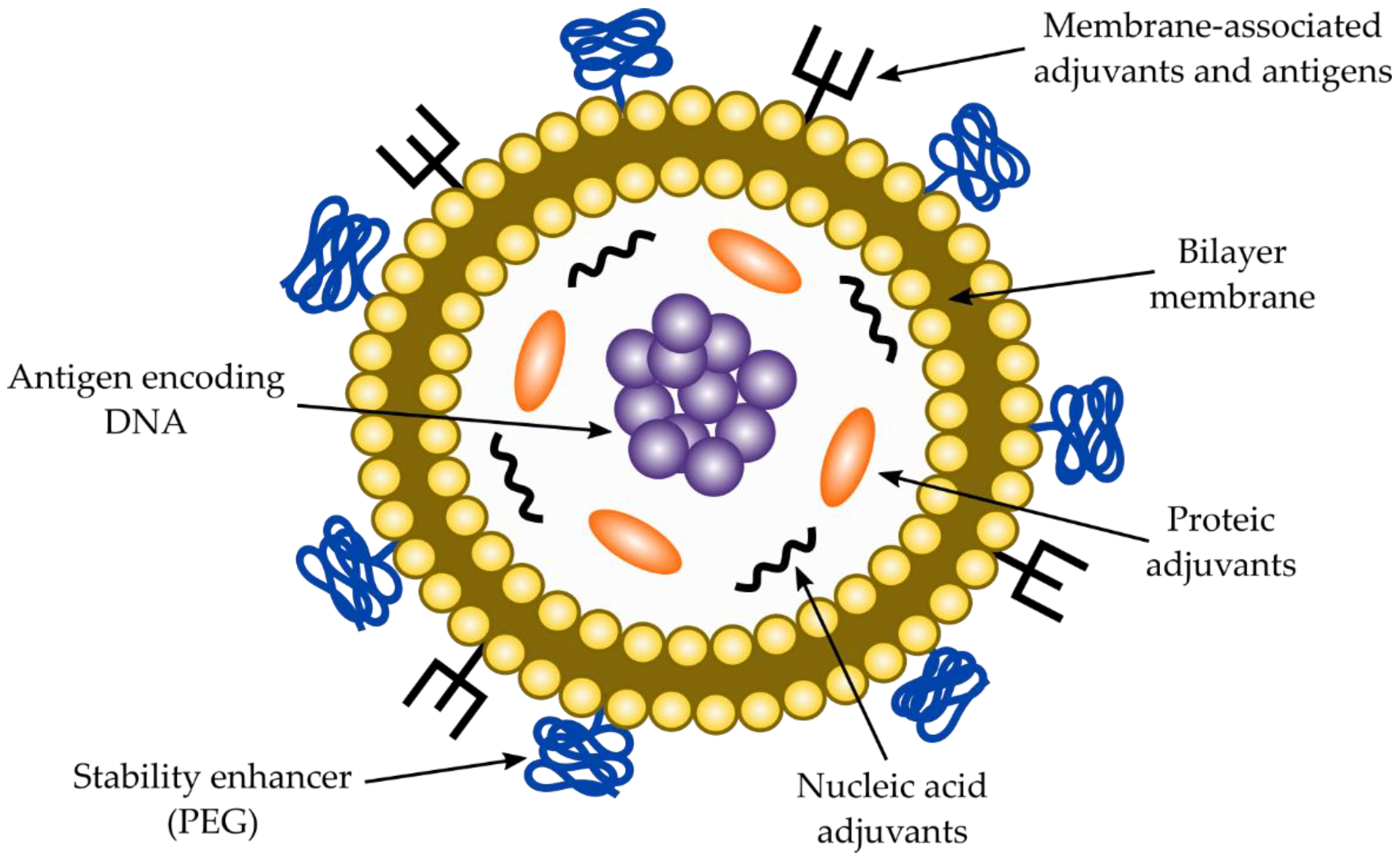 Vaccines 10 00587 g005 Vaccines 10 00587 g005