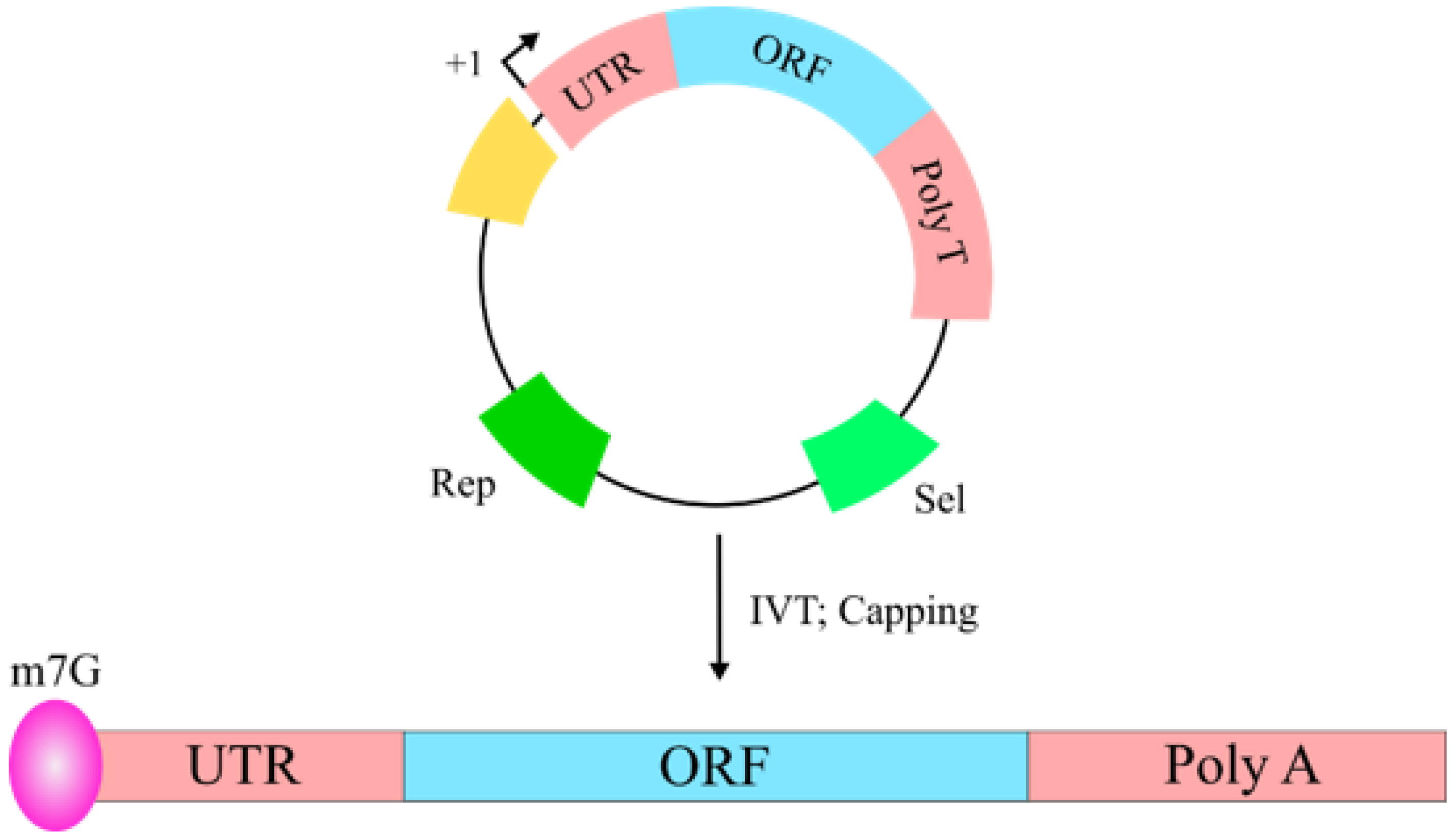 Vaccines 10 00587 g006 Vaccines 10 00587 g006