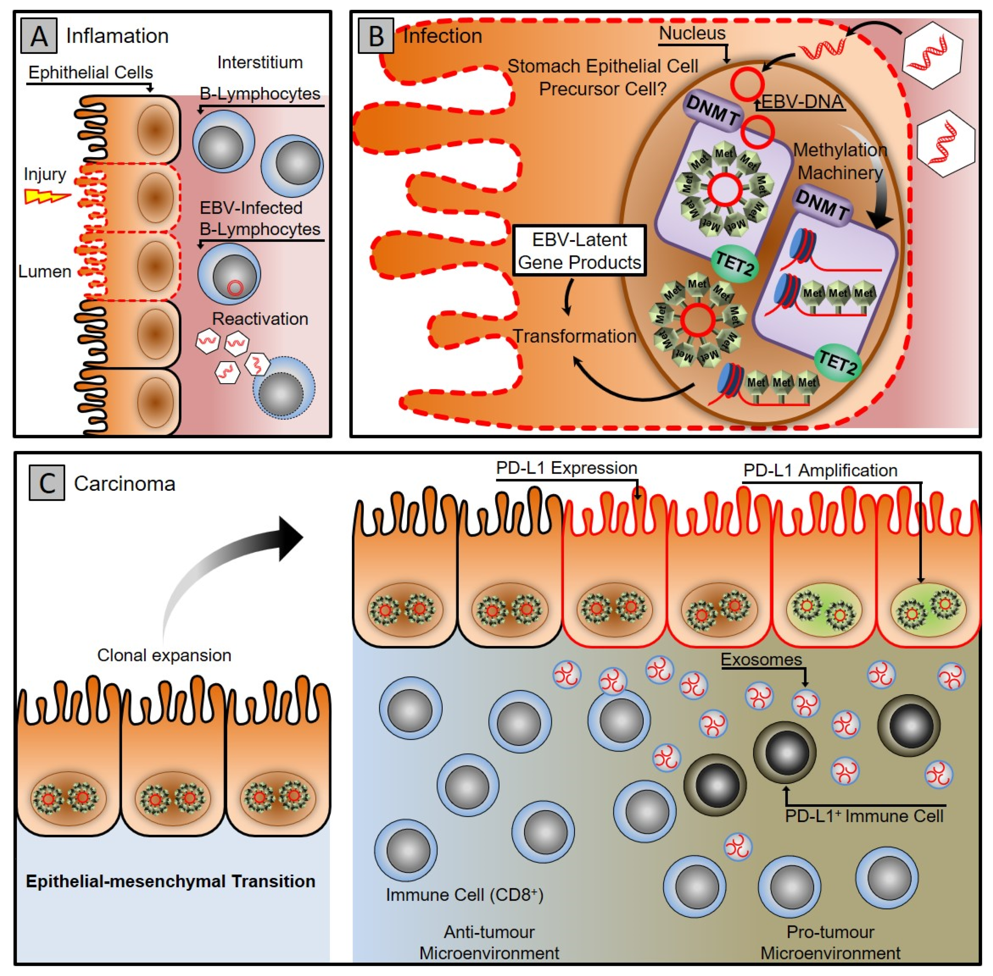 Vaccines 10 00600 g001 Vaccines 10 00600 g001