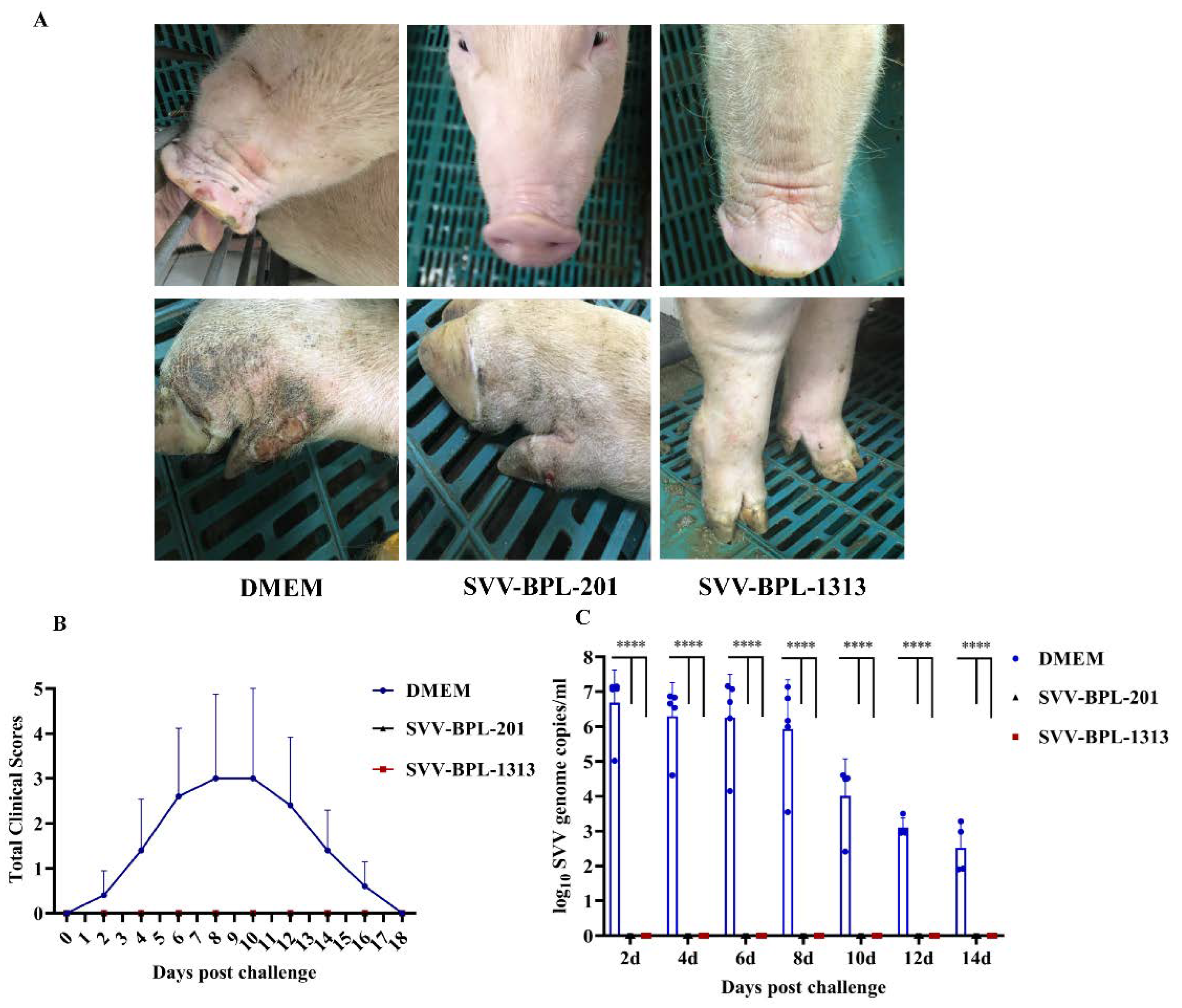 Vaccines 10 00631 g004