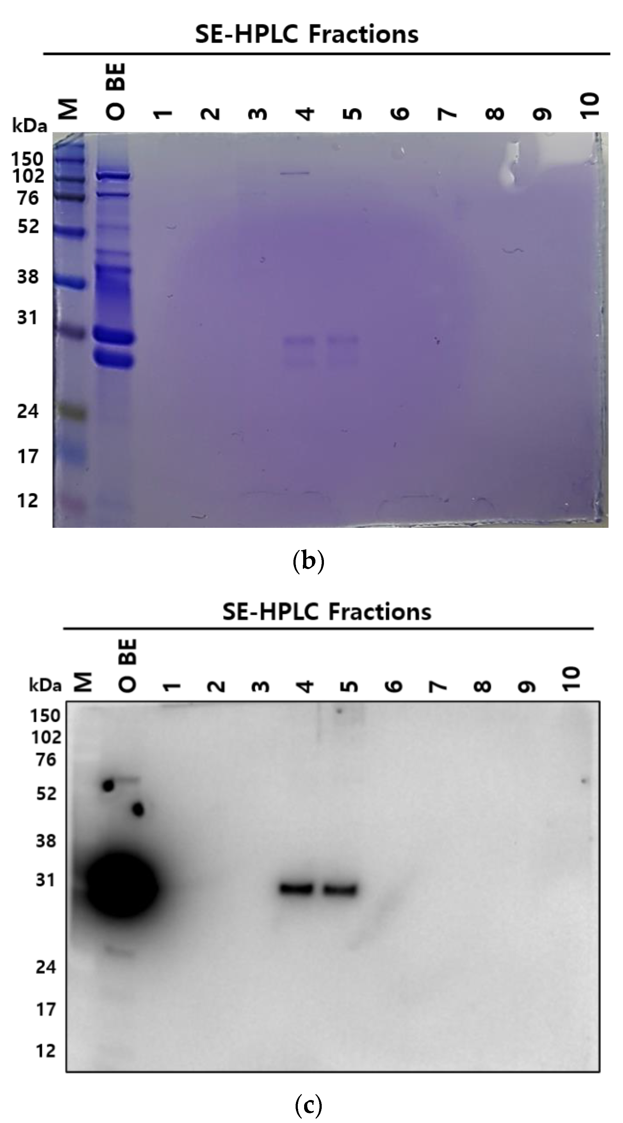 Vaccines 10 00667 g003b