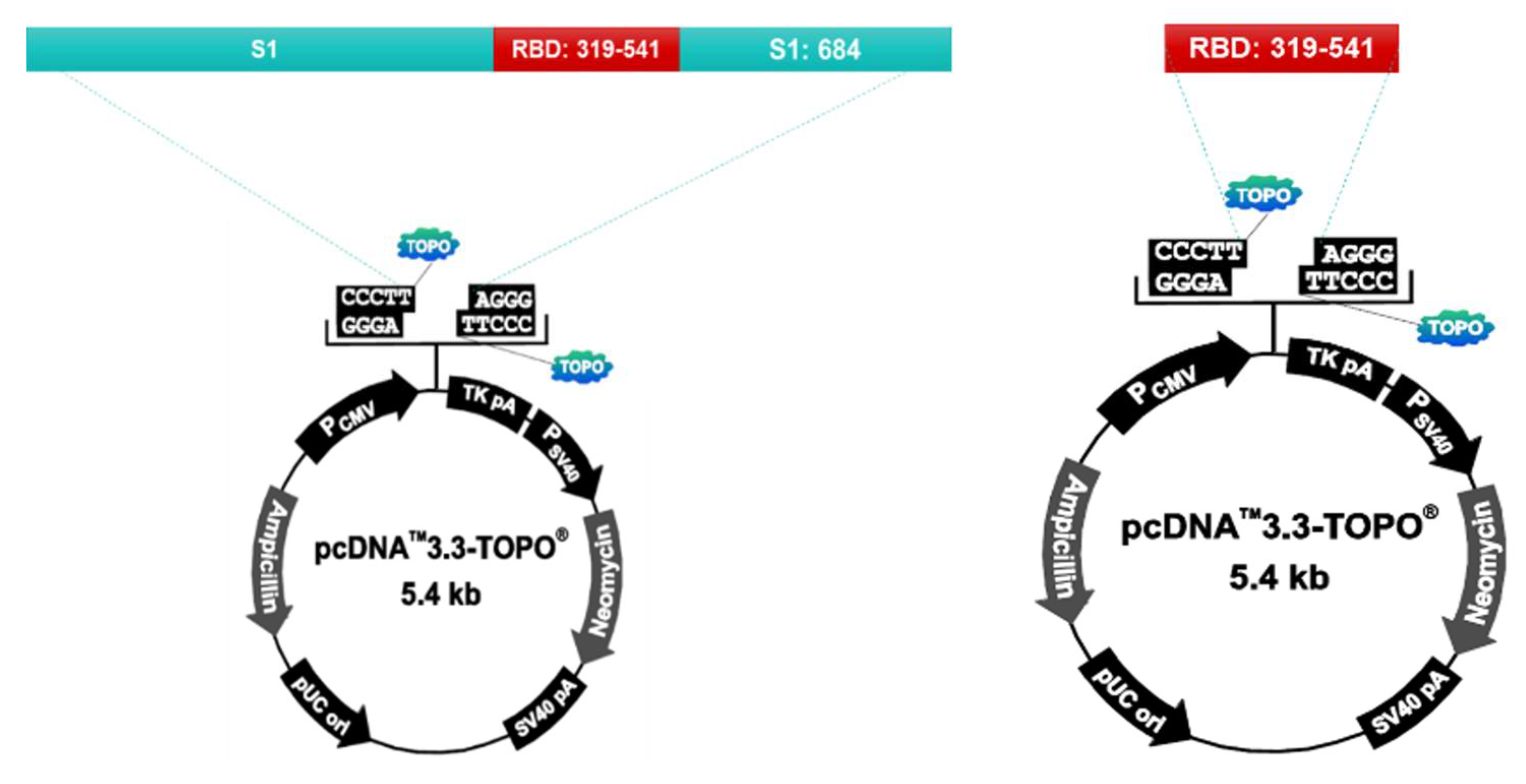 Vaccines 10 00676 g001 550