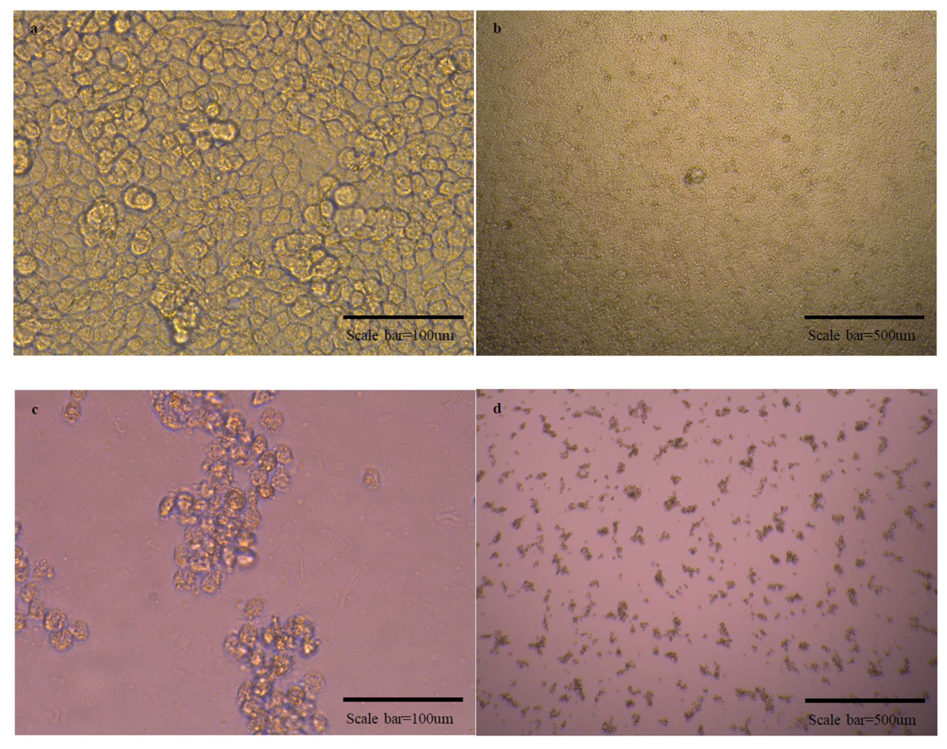 Vaccines 10 00676 g005a 550