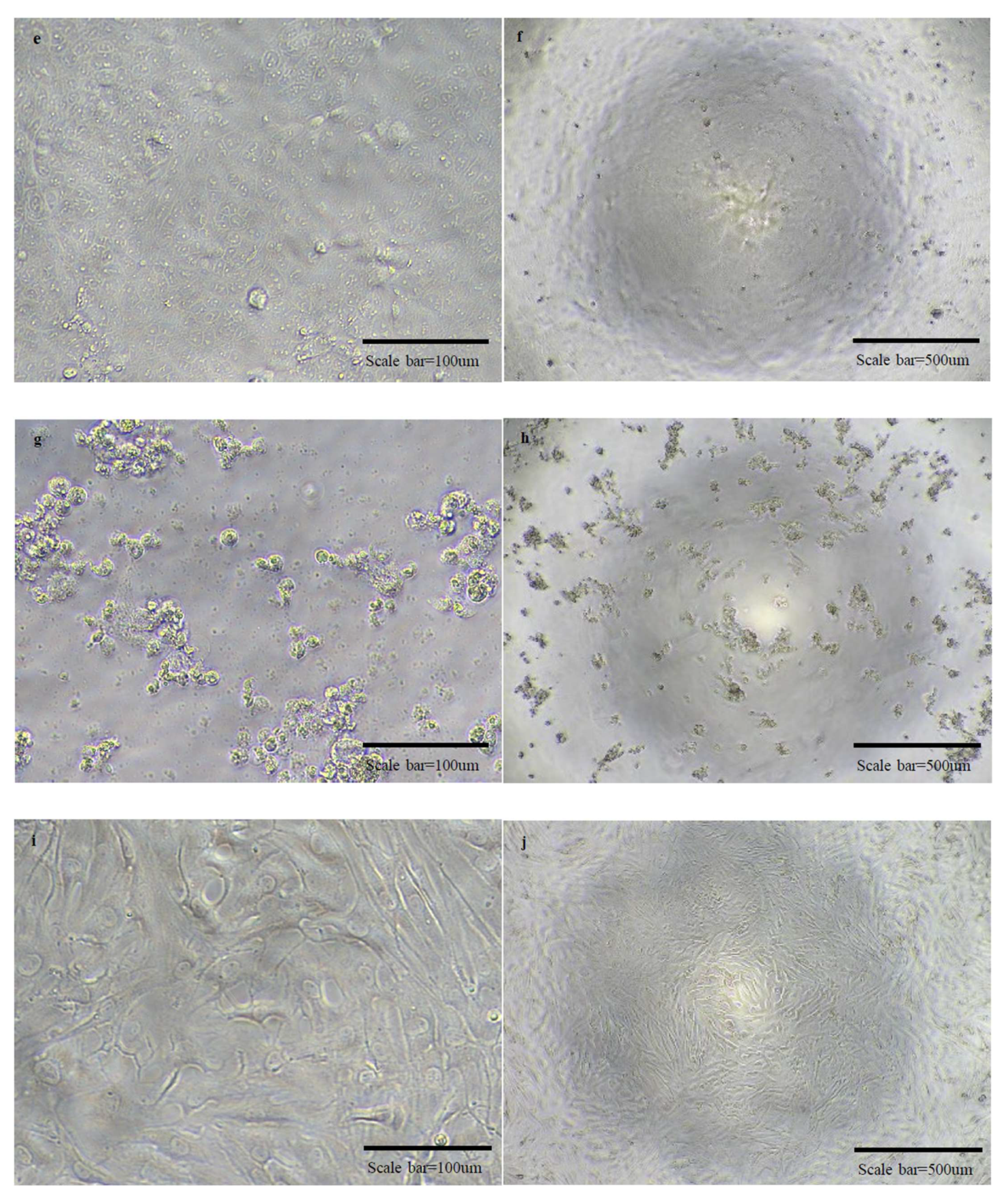 Vaccines 10 00676 g005b 550