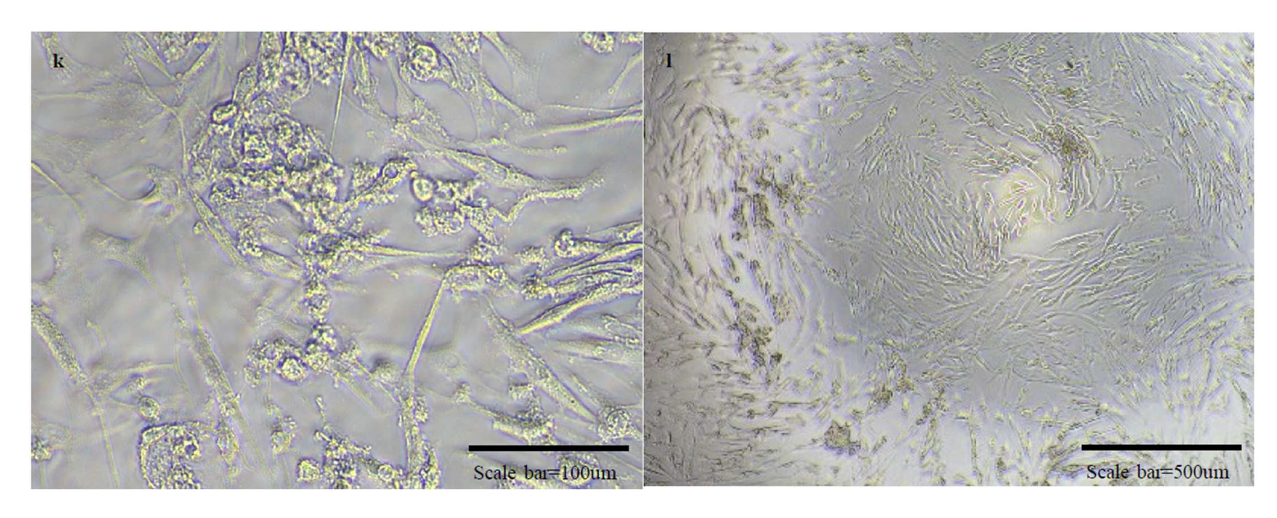 Vaccines 10 00676 g005c 550