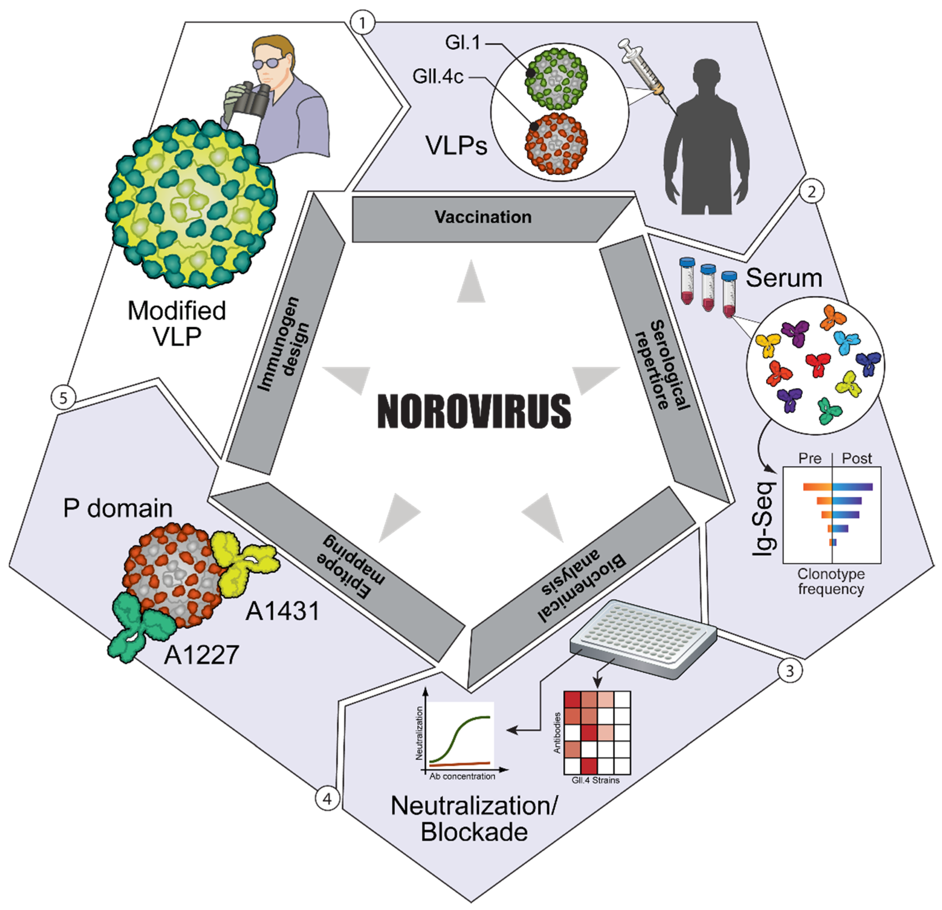 Vaccines 10 00683 g003 Vaccines 10 00683 g003