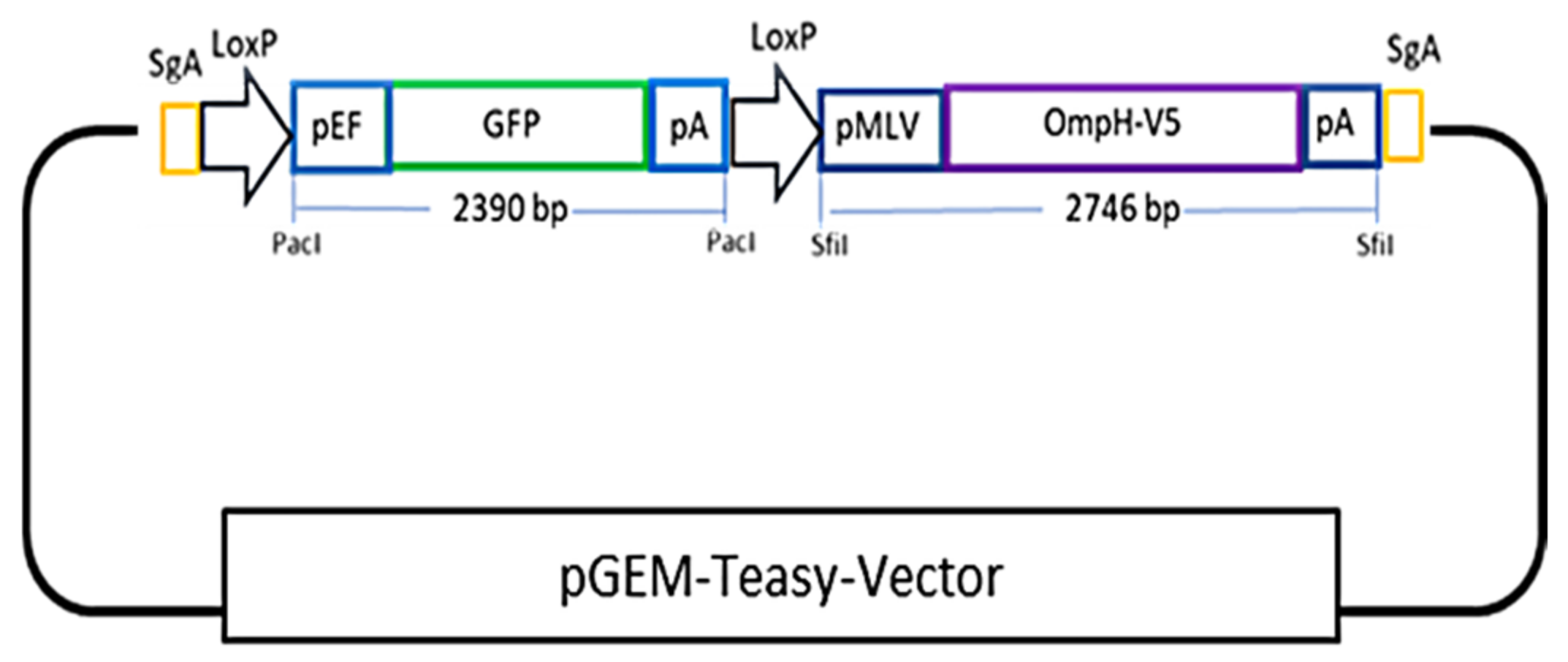 Vaccines 10 00686 g001 Vaccines 10 00686 g001