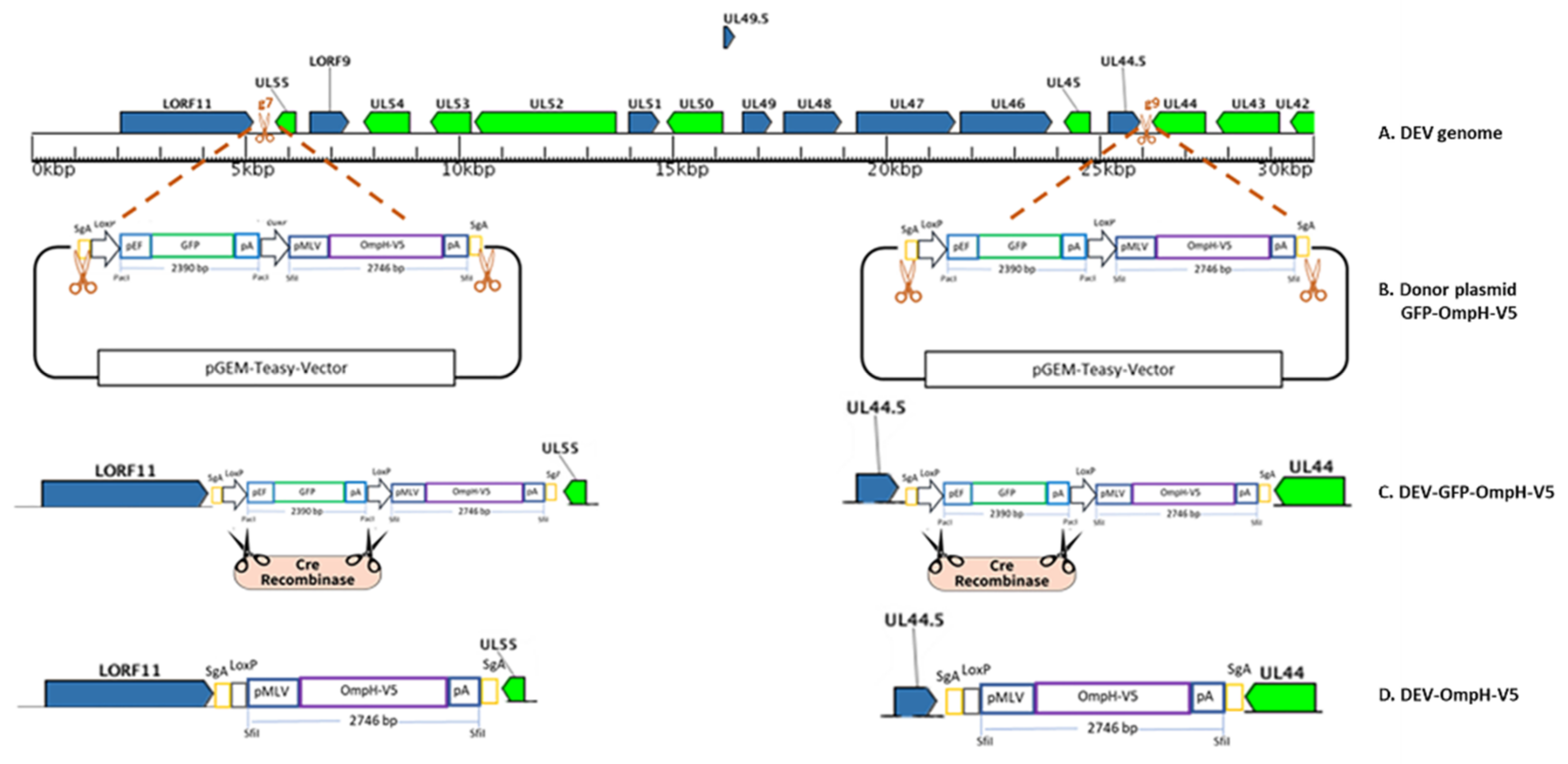 Vaccines 10 00686 g003 Vaccines 10 00686 g003