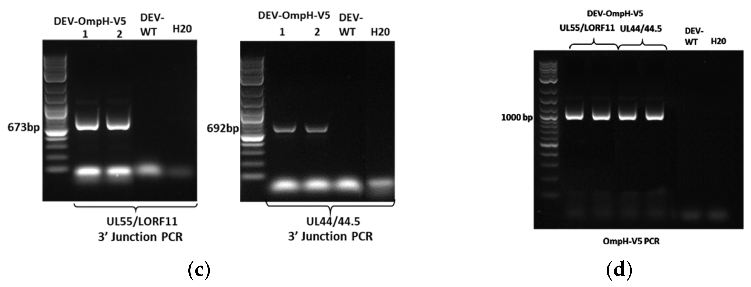 Vaccines 10 00686 g004b Vaccines 10 00686 g004b