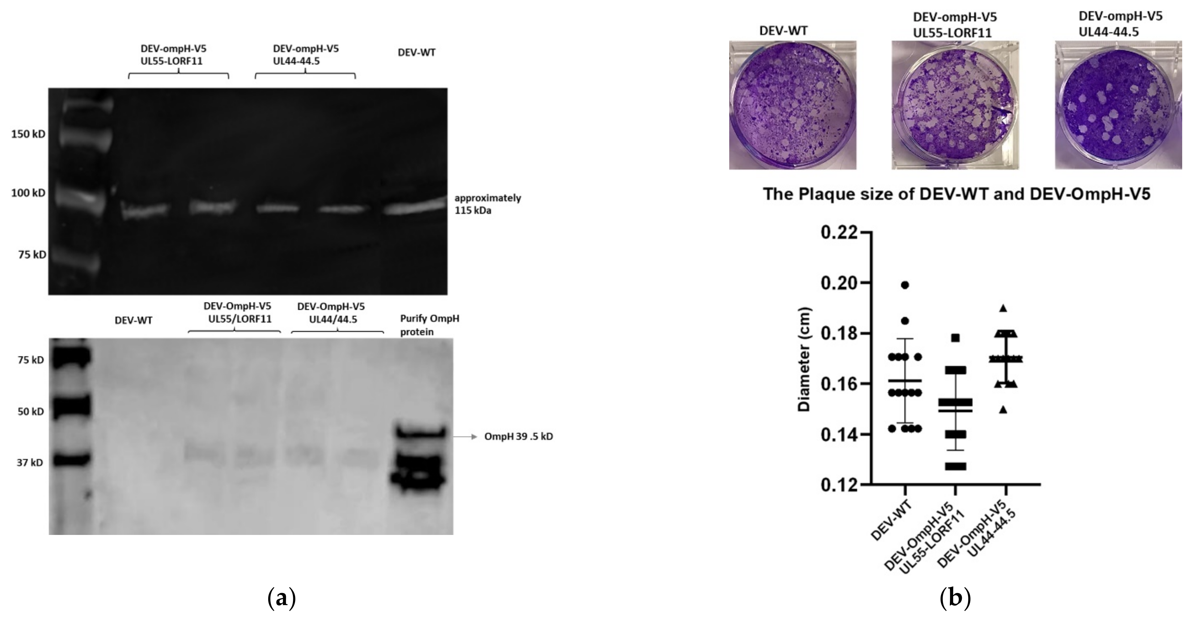 Vaccines 10 00686 g006a Vaccines 10 00686 g006a