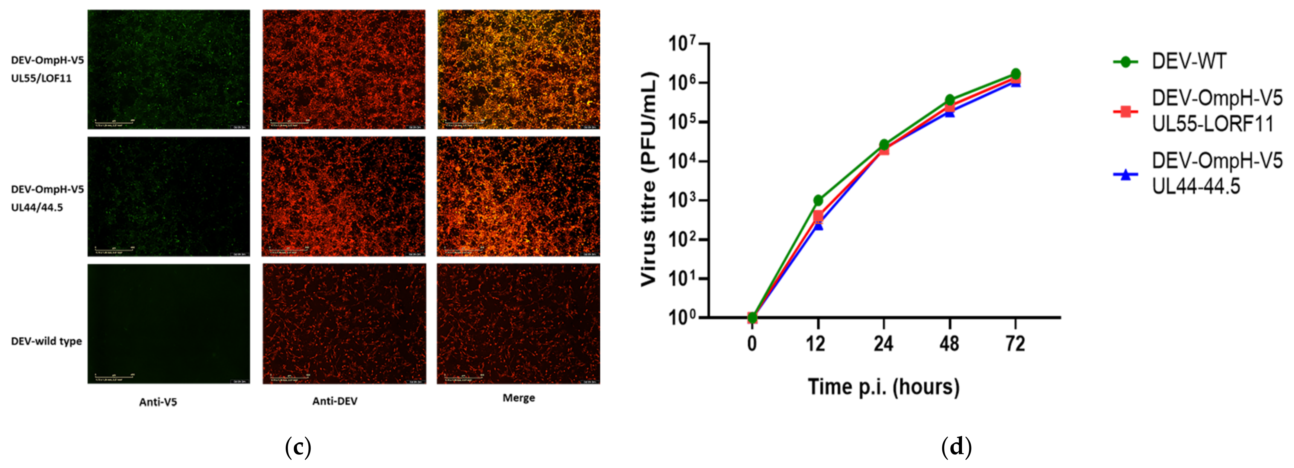 Vaccines 10 00686 g006b Vaccines 10 00686 g006b