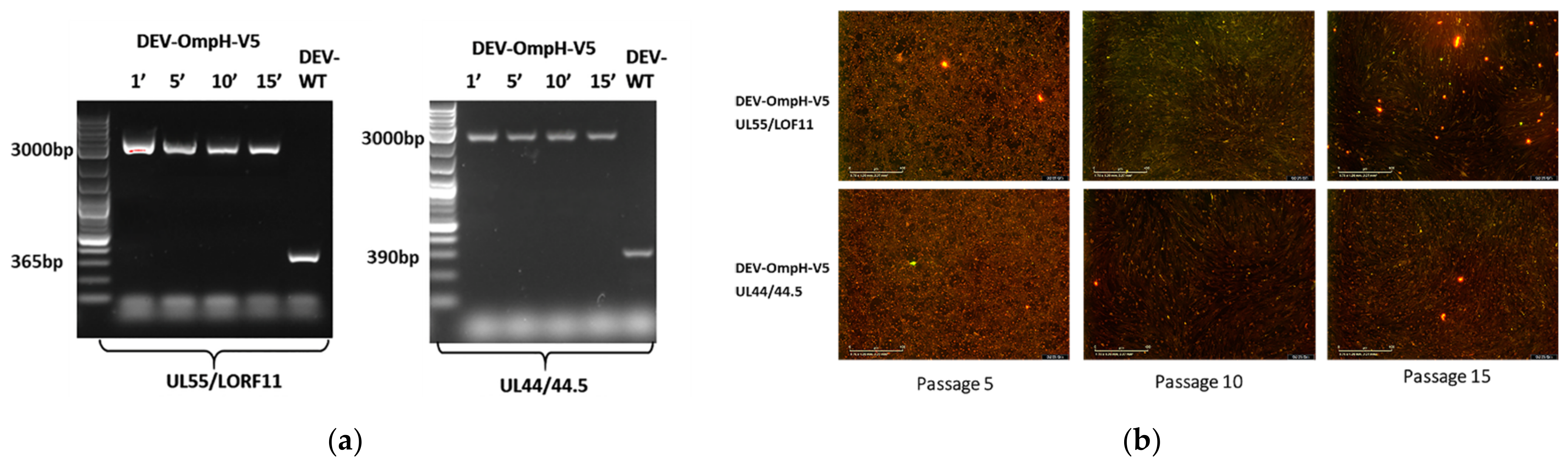Vaccines 10 00686 g007 Vaccines 10 00686 g007