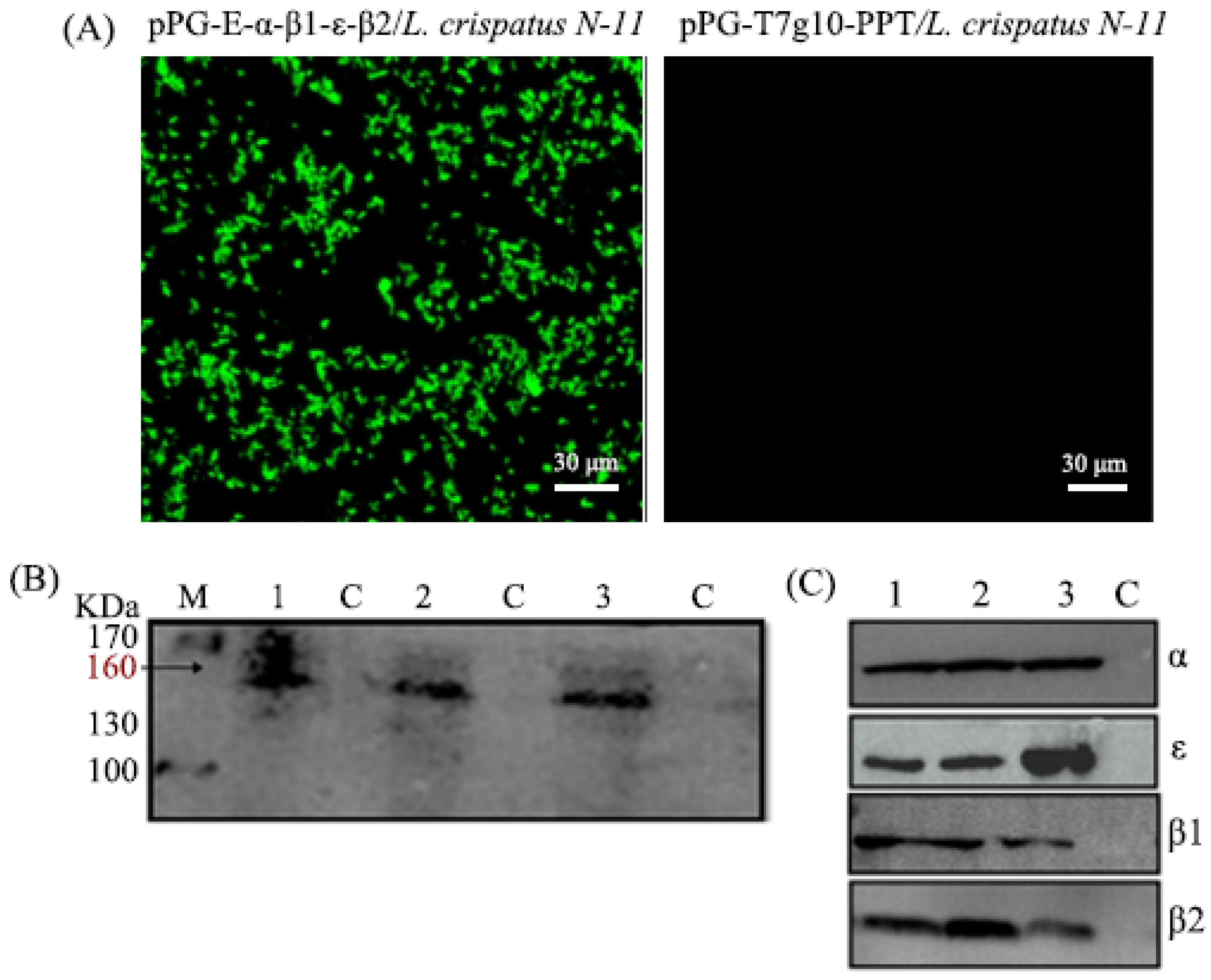 Vaccines 10 00698 g001