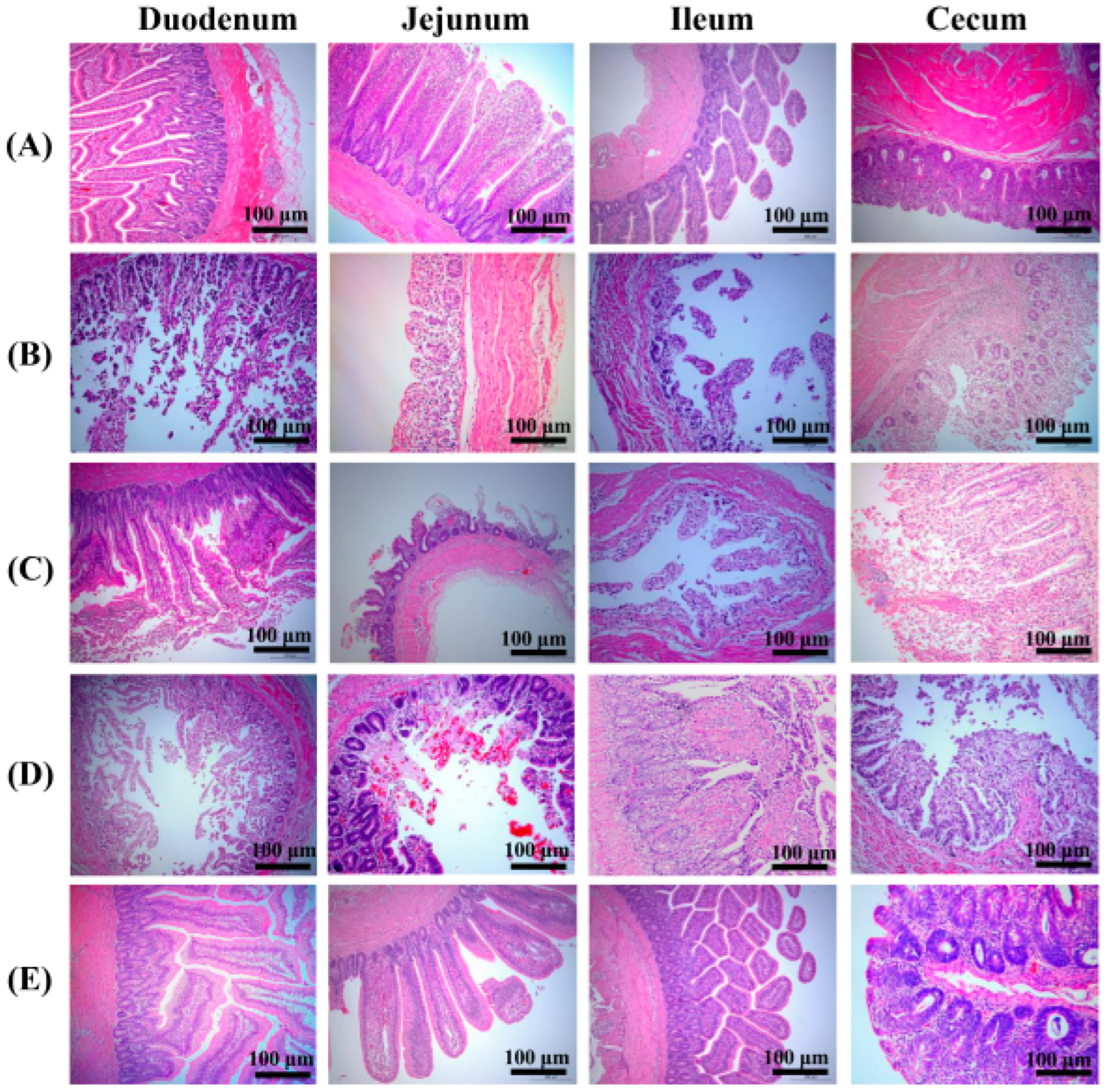 Vaccines 10 00698 g008