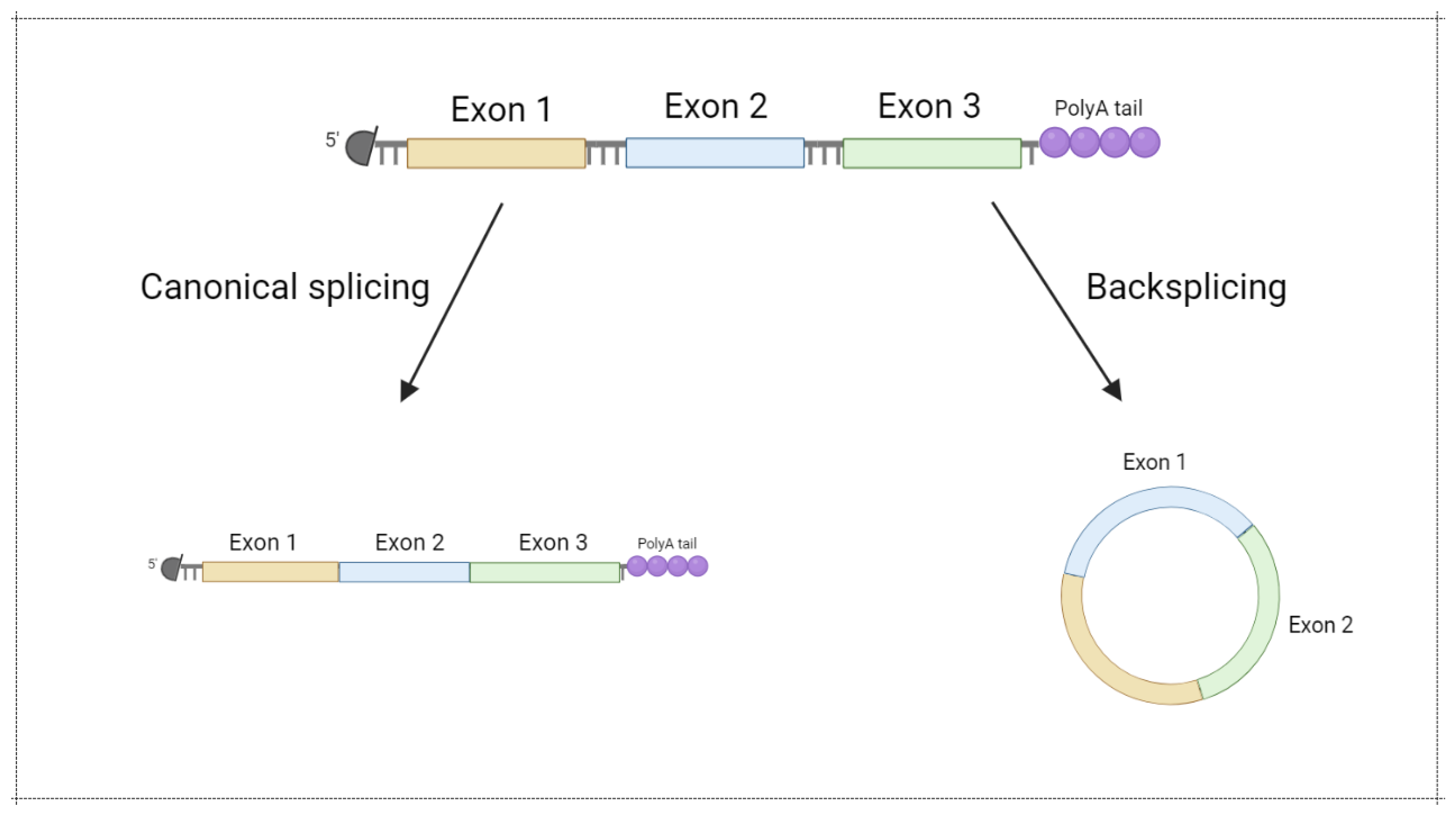 Vaccines 10 00709 g005