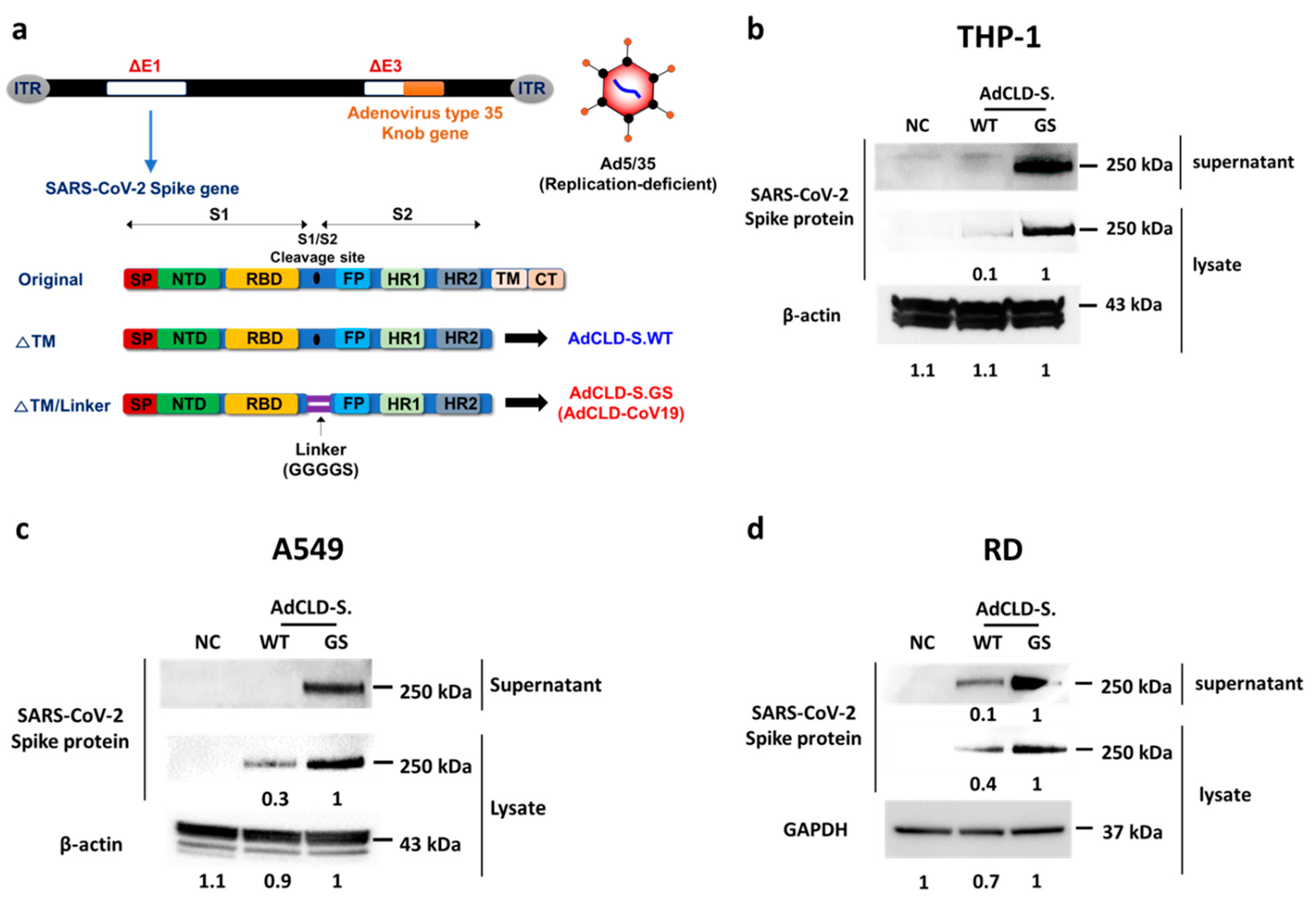 Vaccines 10 00712 g001 550