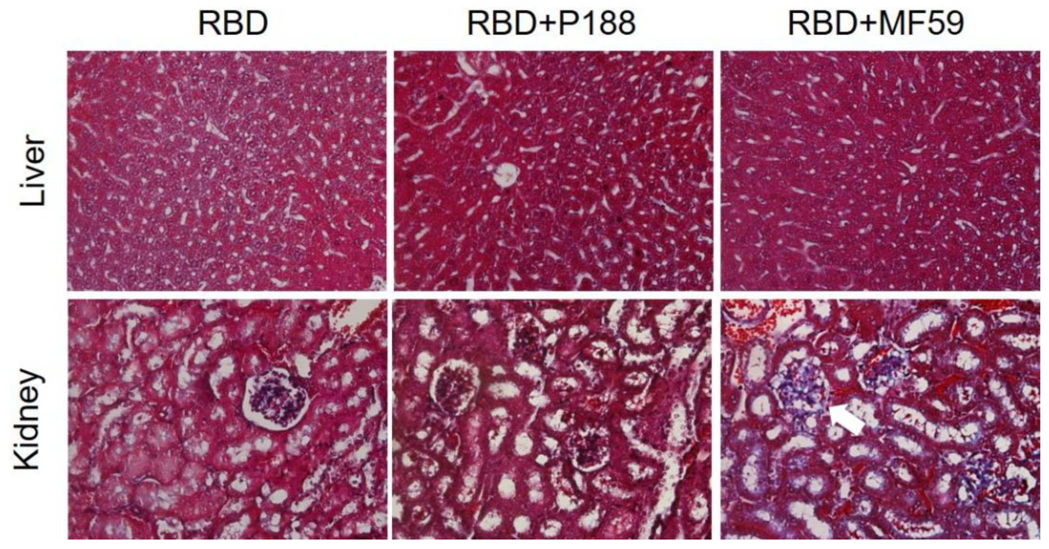 Vaccines 10 00715 g008