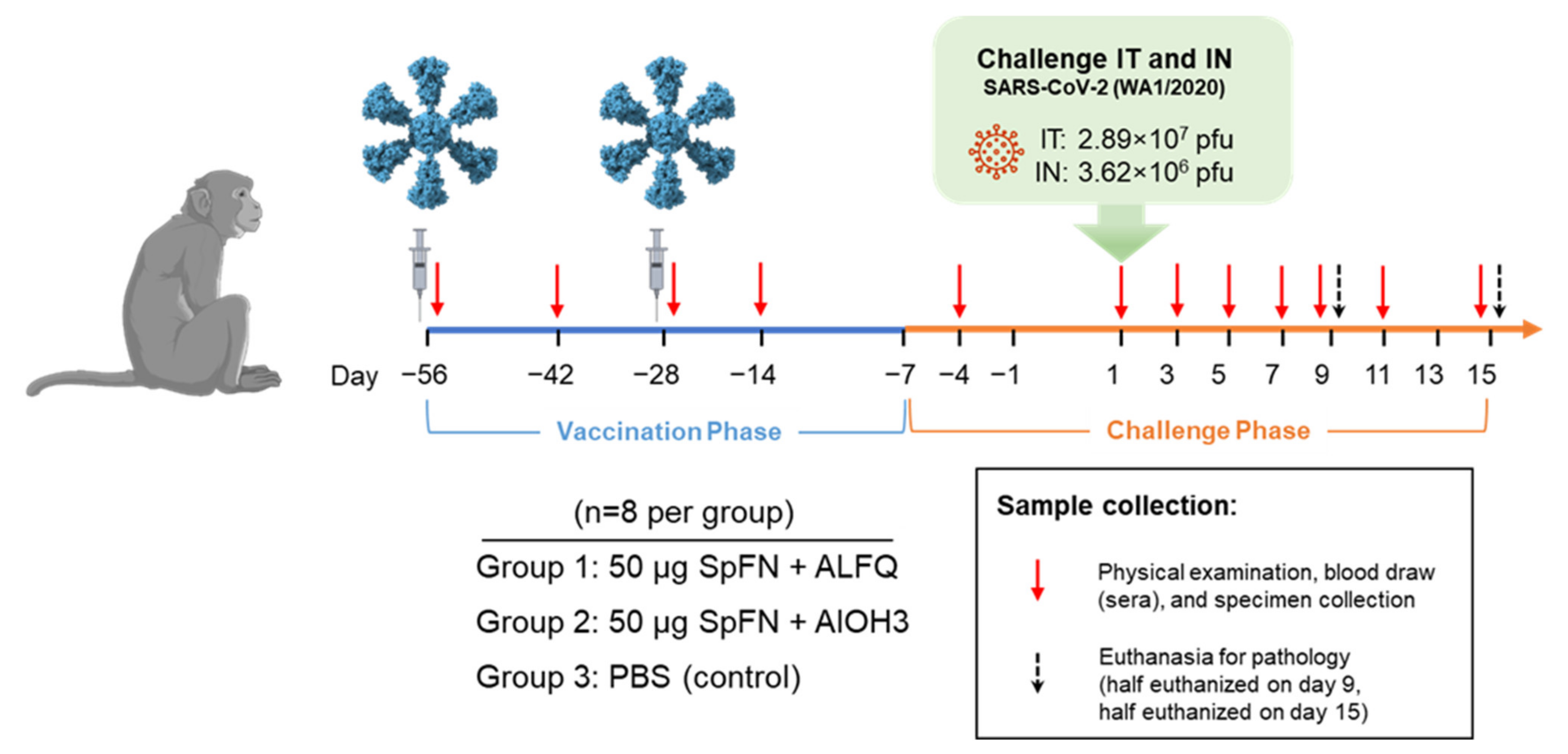 How Dippin' Dots could help with COVID-19 vaccine storage