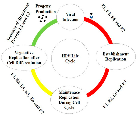 papilloma vírus és orr