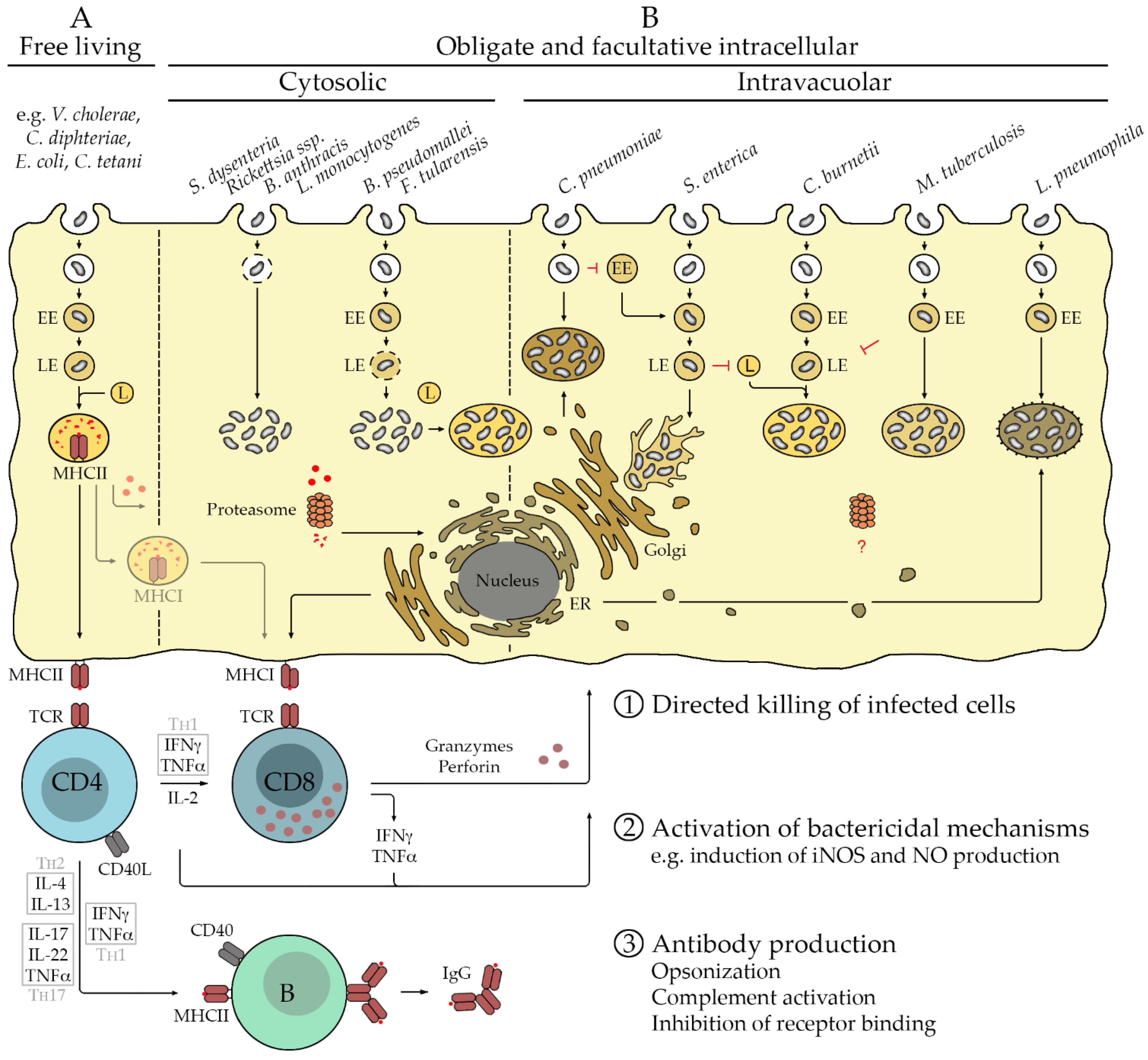 Full article: Intranasal and Intramuscular Immunization with Outer Membrane  Vesicles from Serogroup C Meningococci Induced Functional Antibodies and  Immunologic Memory