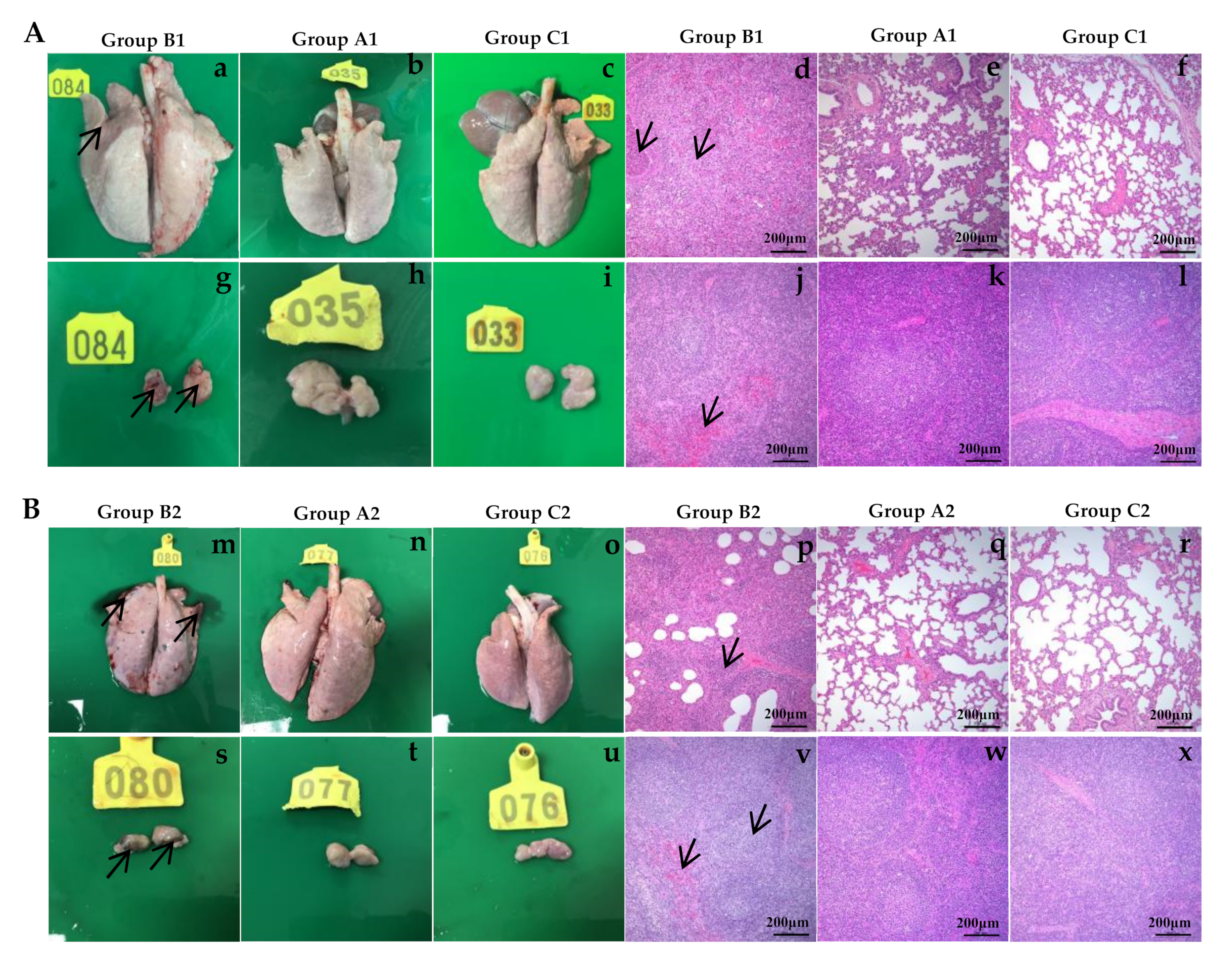 Vaccines 10 00752 g007 550