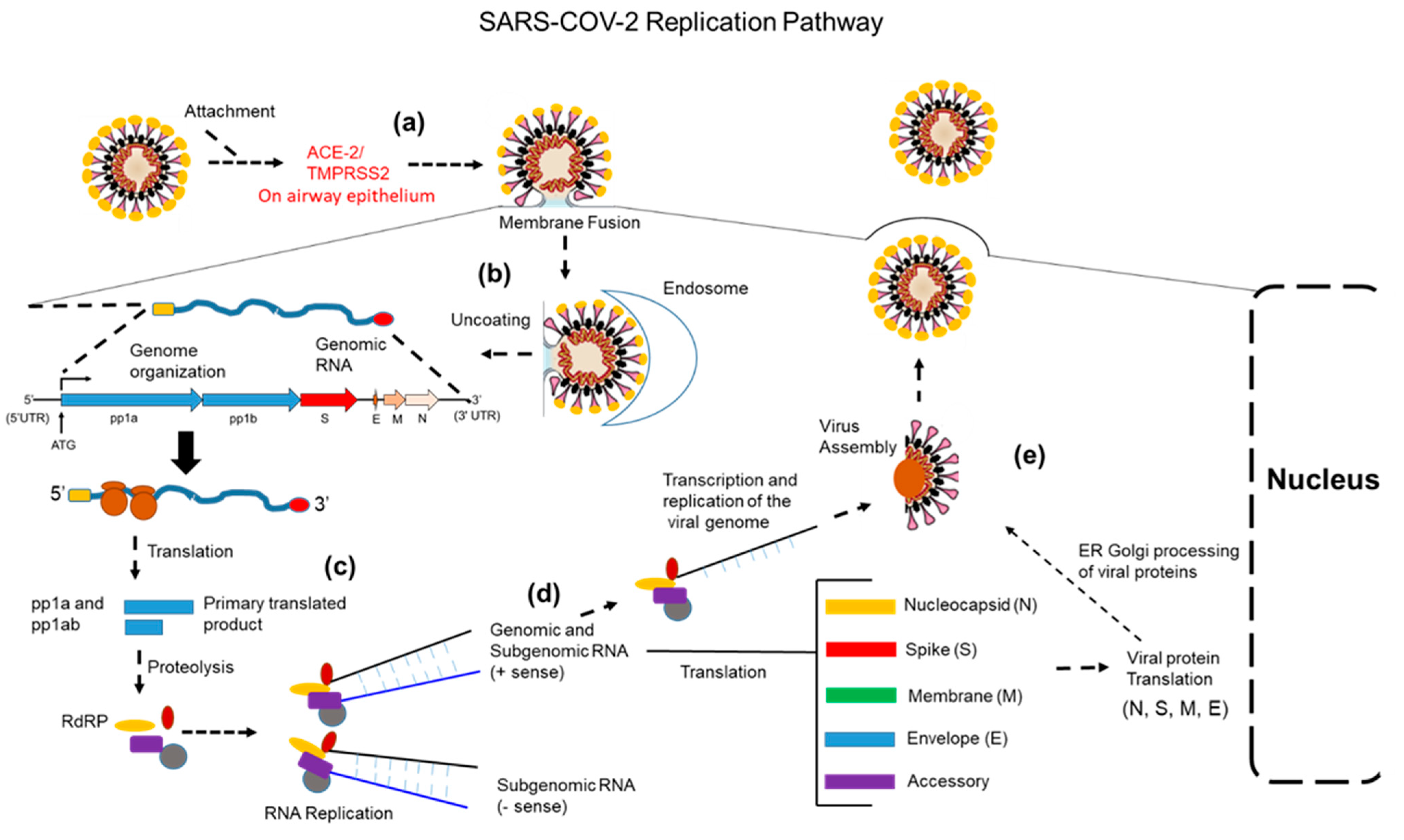 Vaccines 10 00755 g001 550