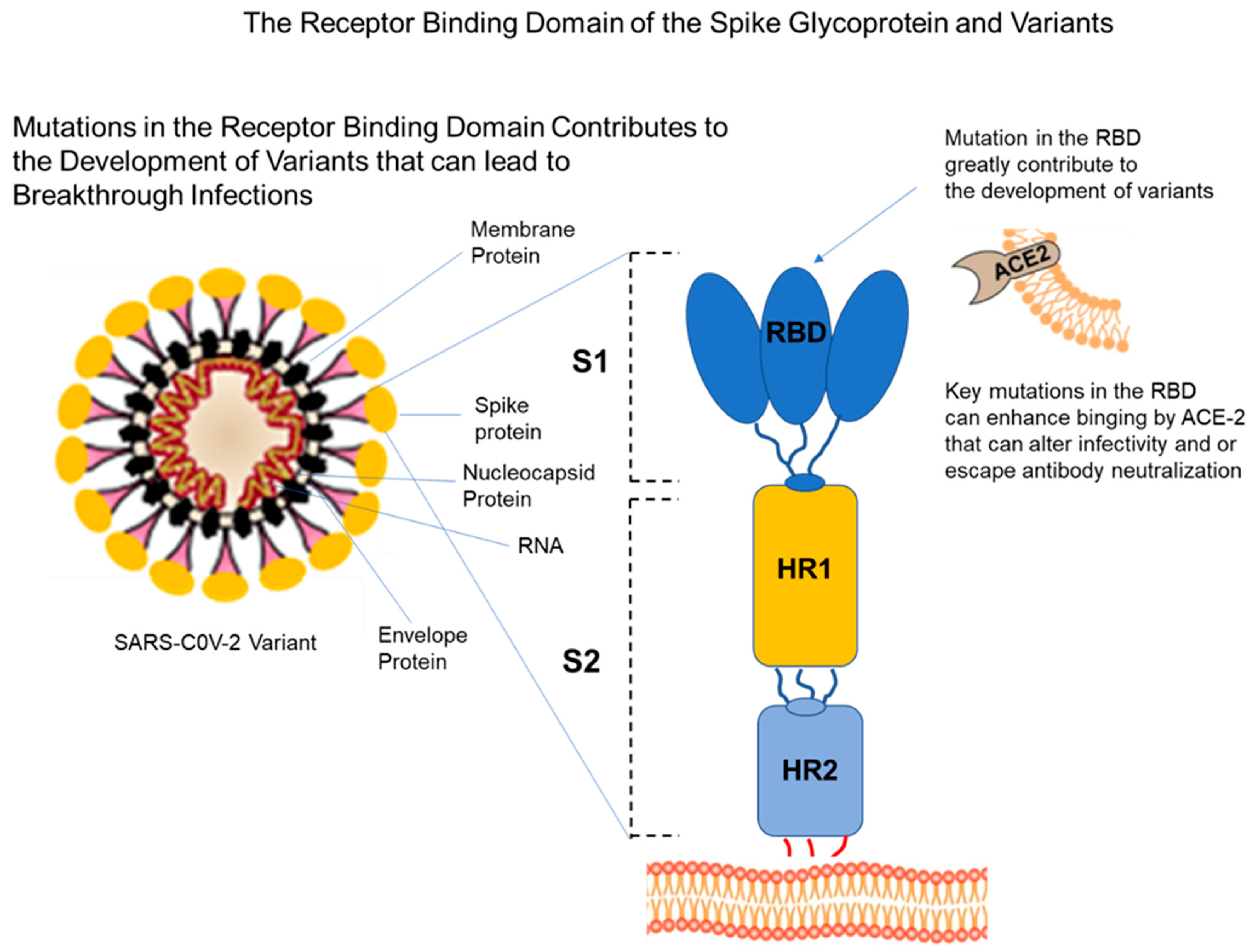 Vaccines 10 00755 g002 550