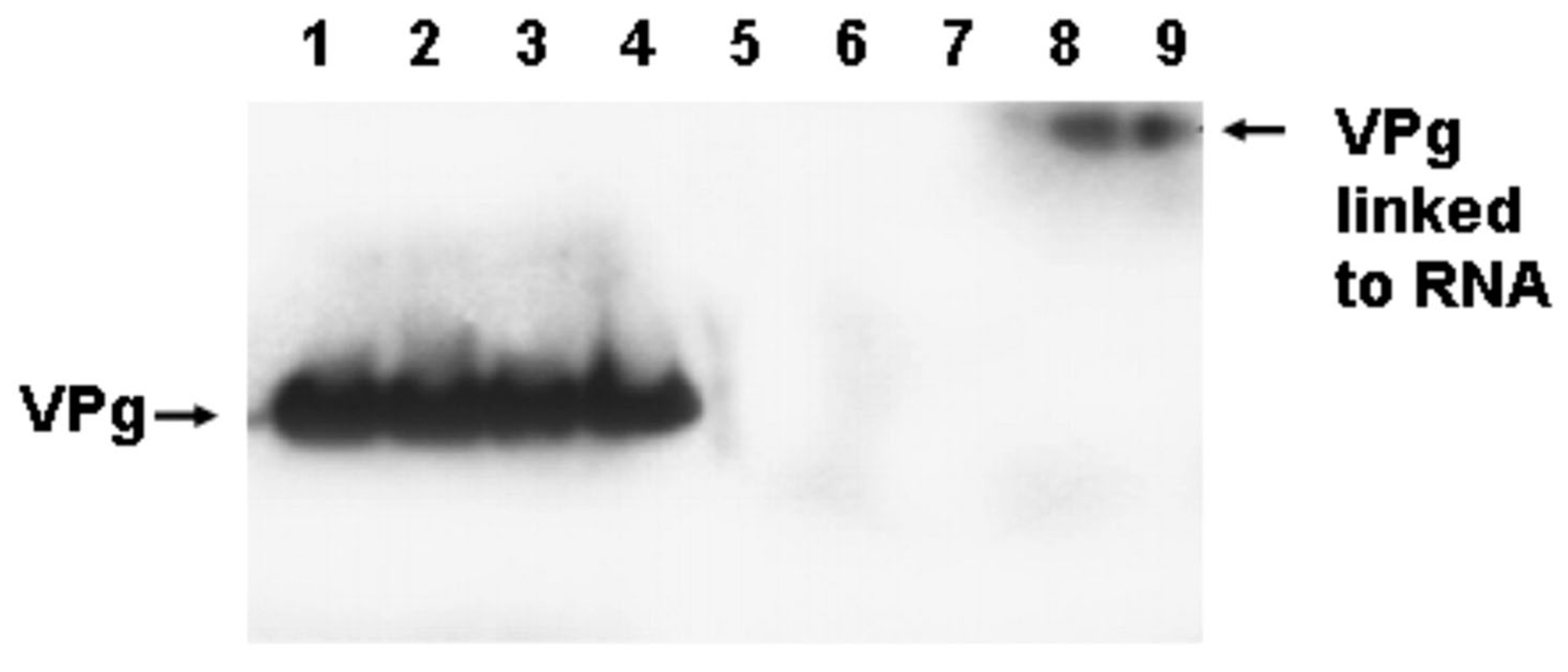 Vaccines 10 00770 g004 Vaccines 10 00770 g004