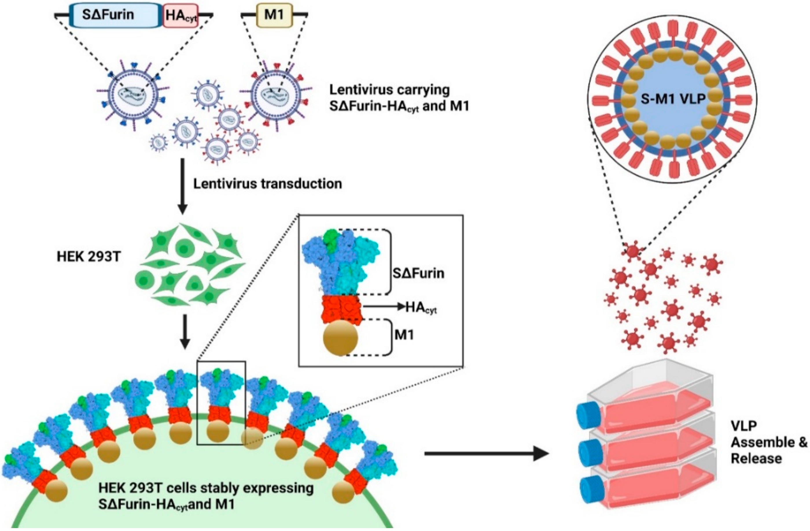 Vaccines 10 00786 g001 550