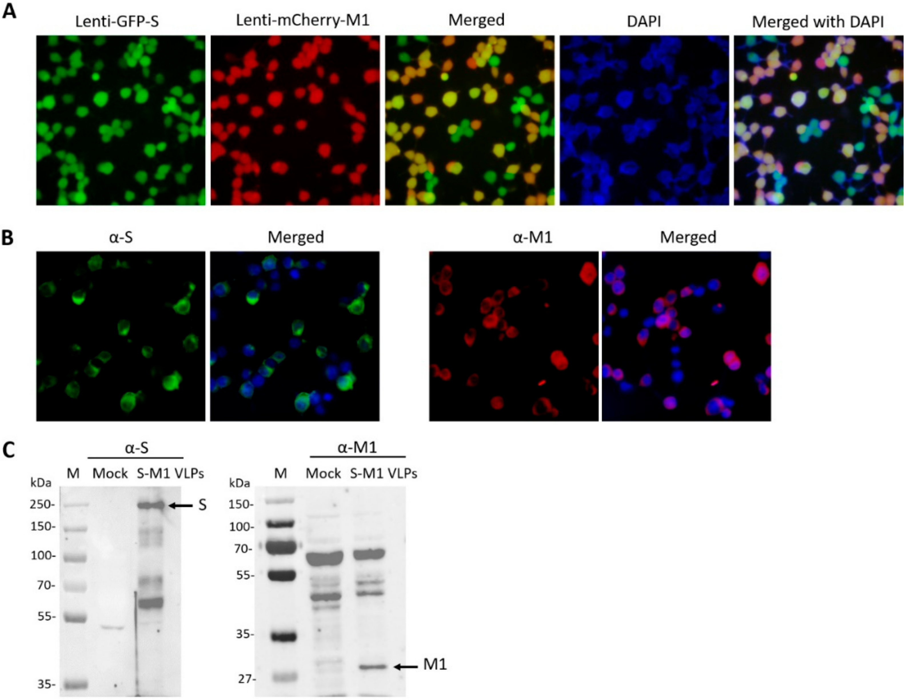 Vaccines 10 00786 g002 550
