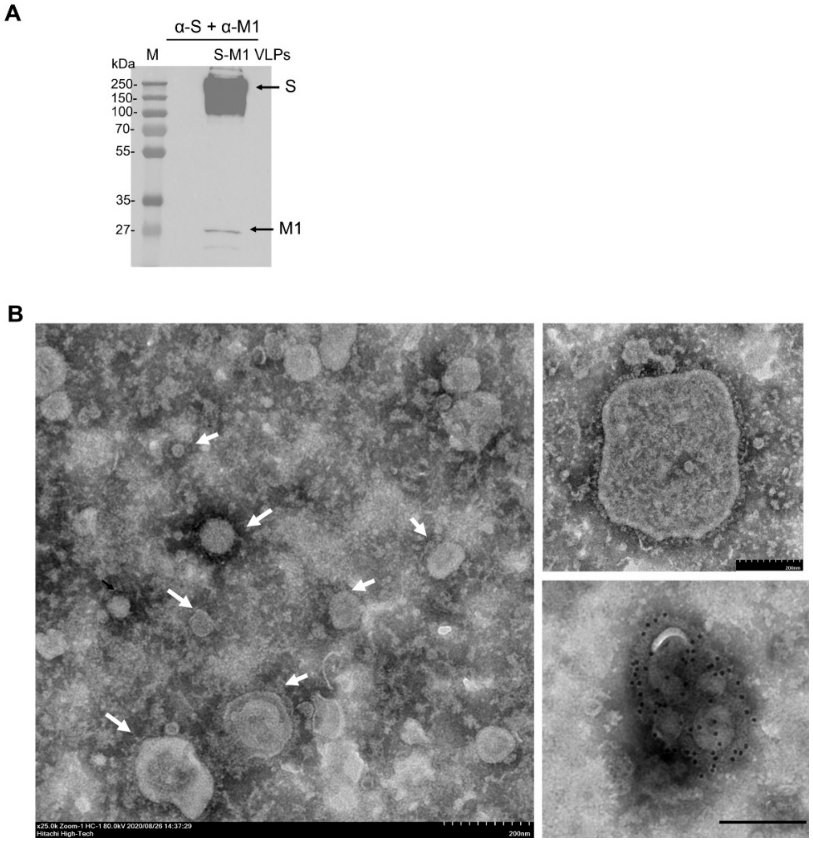 Vaccines 10 00786 g003 550