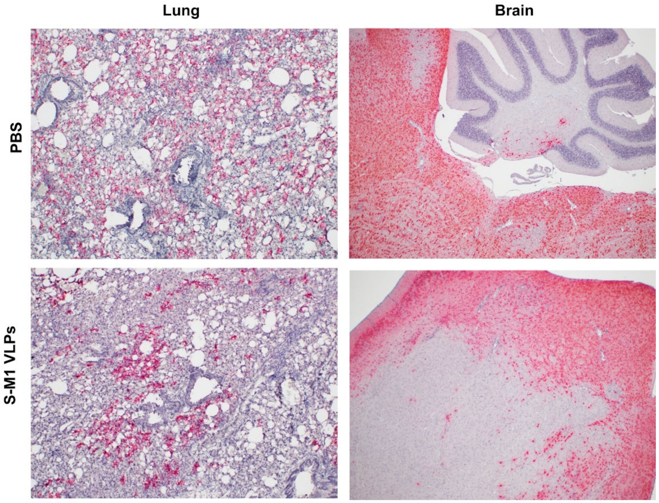 Vaccines 10 00786 g008 550
