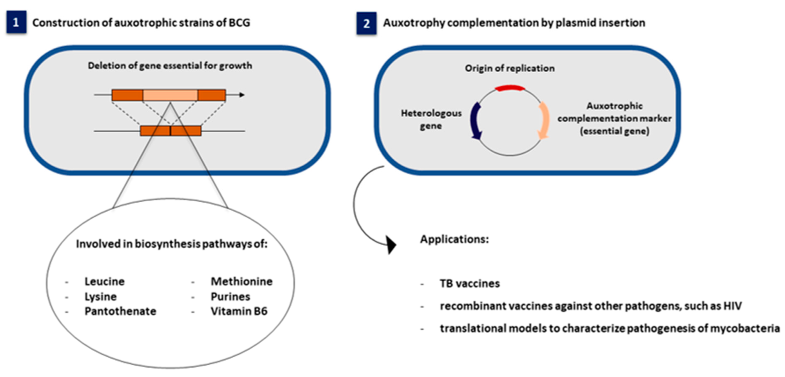 Vaccines 10 00802 g001 Vaccines 10 00802 g001